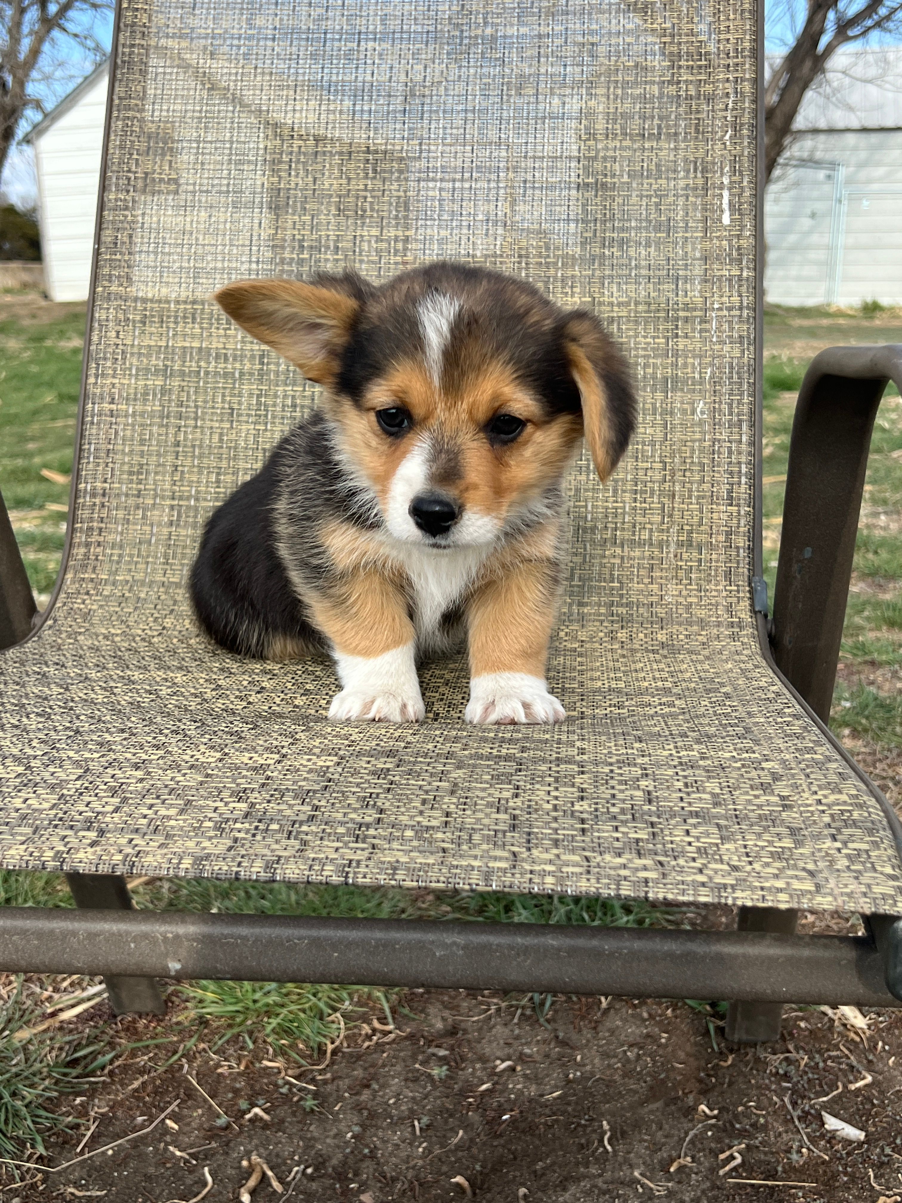 Female – Pembroke Welsh Corgi puppy for sale in Stickney, SD
