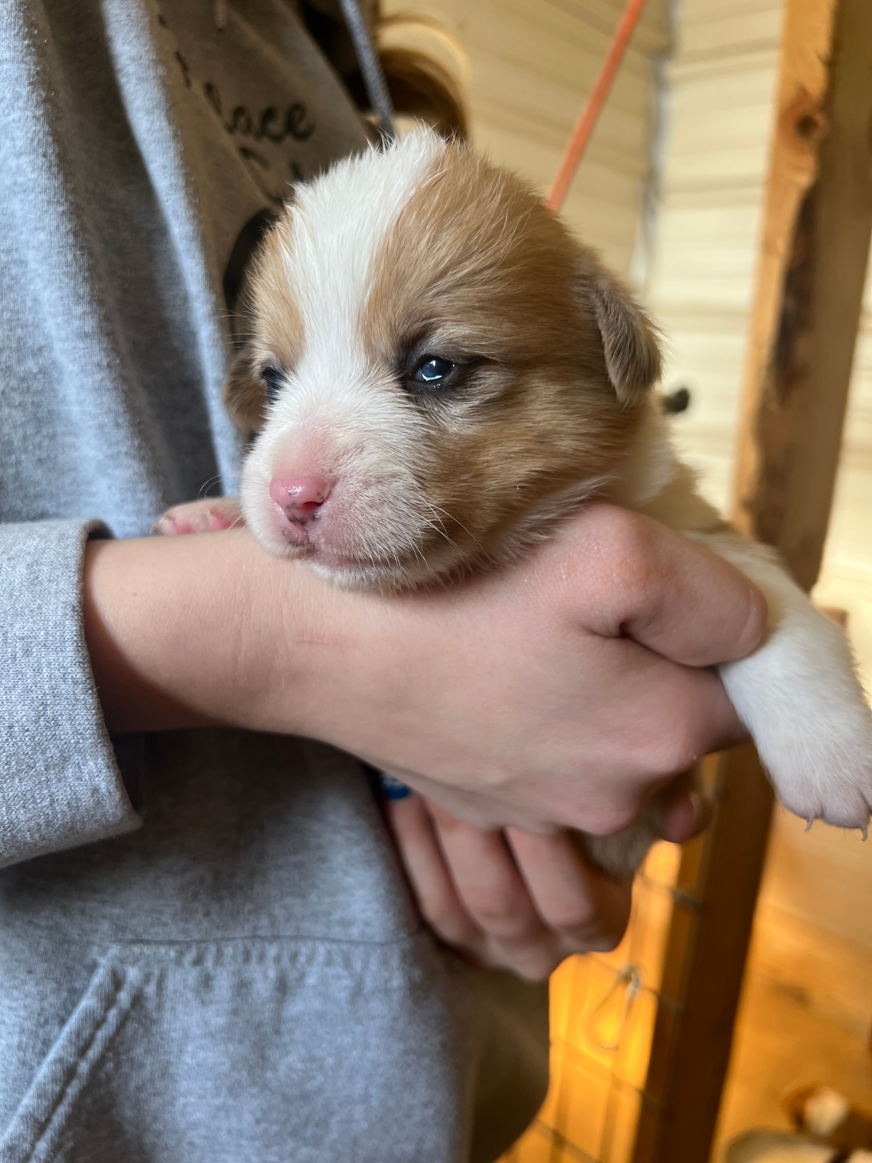 Male  – Pembroke Welsh Corgi puppy for sale in Stickney, SD