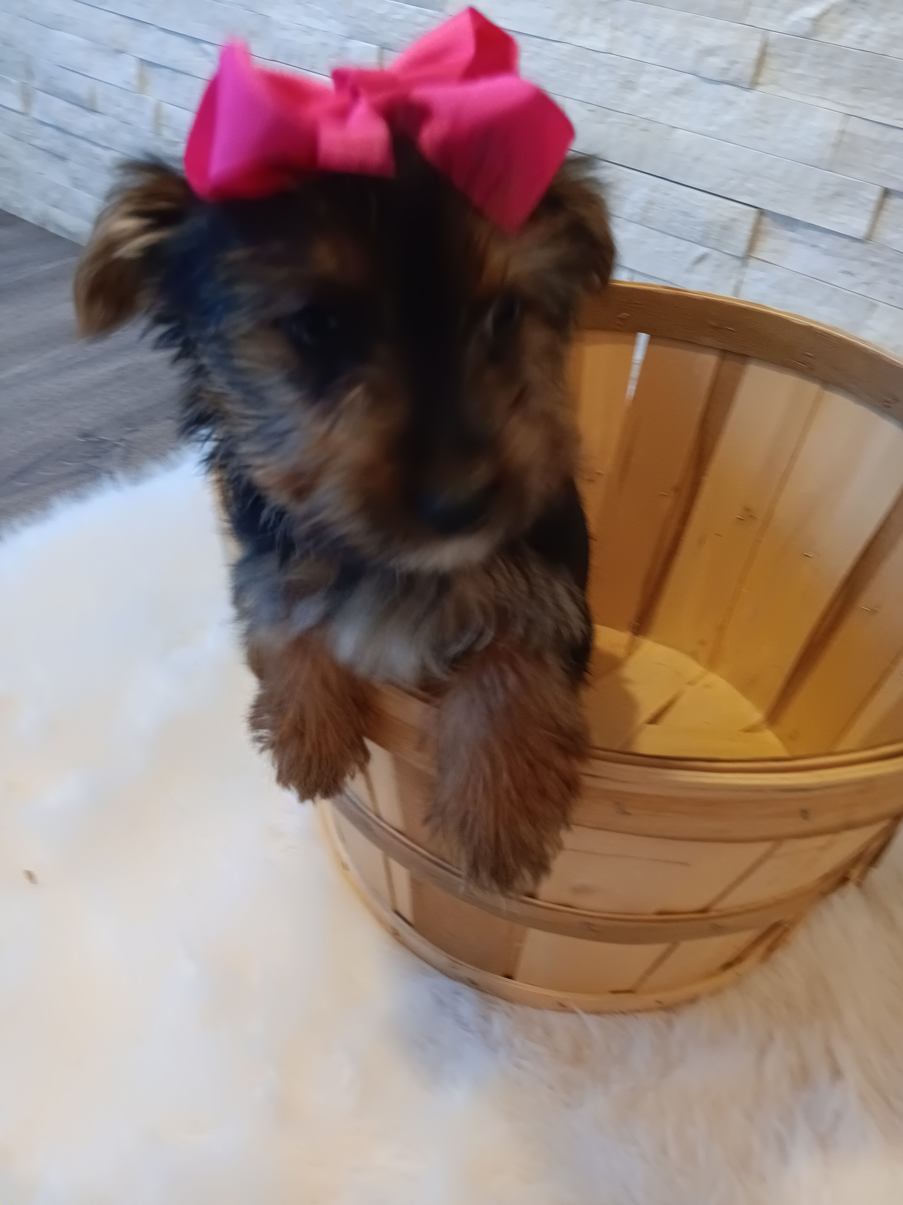 Bella Yorkie Microchip – Yorkshire Terrier puppy for sale in Schaumburg, IL