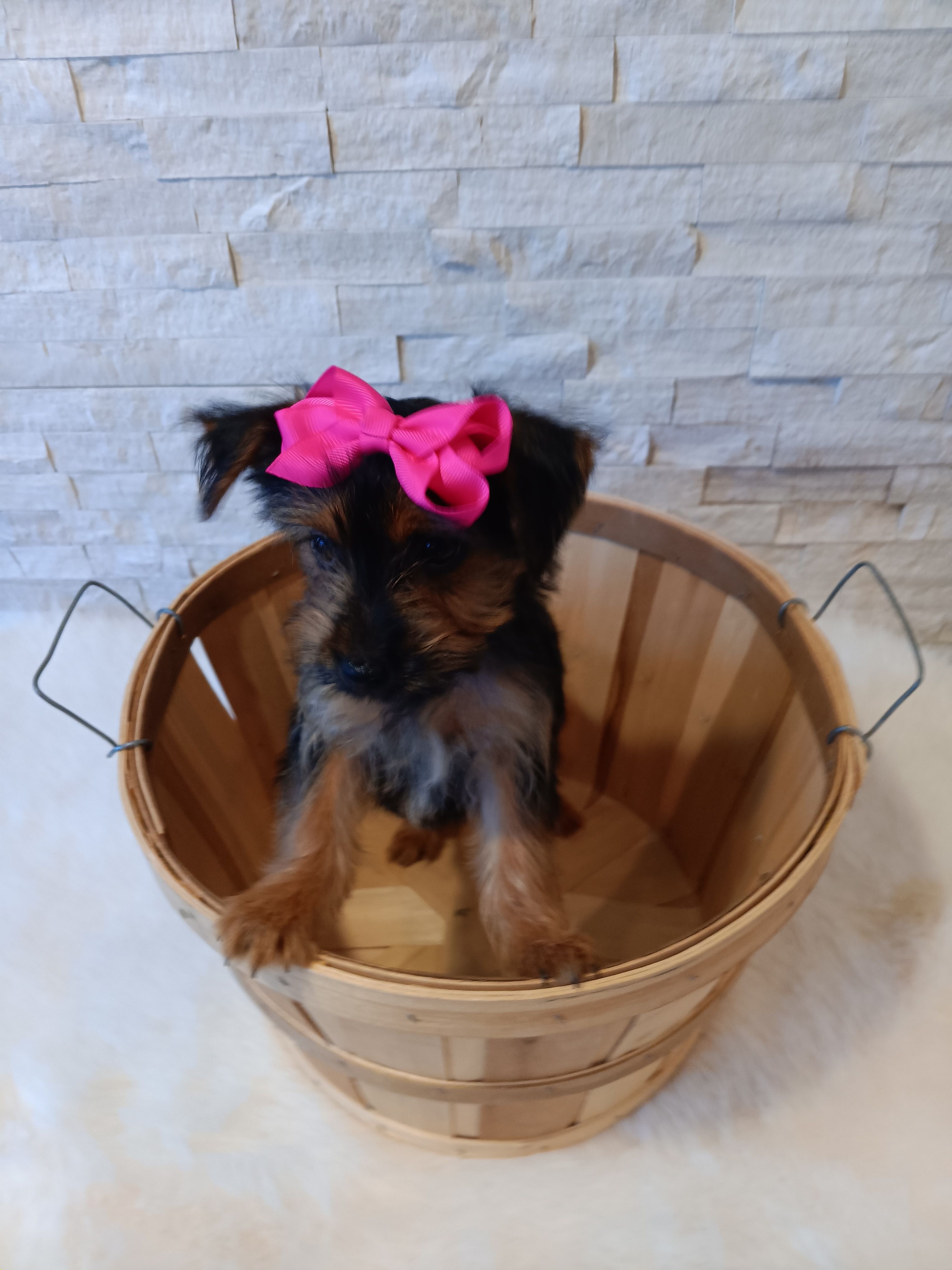 Bella Yorkie Microchip – Yorkshire Terrier puppy for sale in Schaumburg, IL