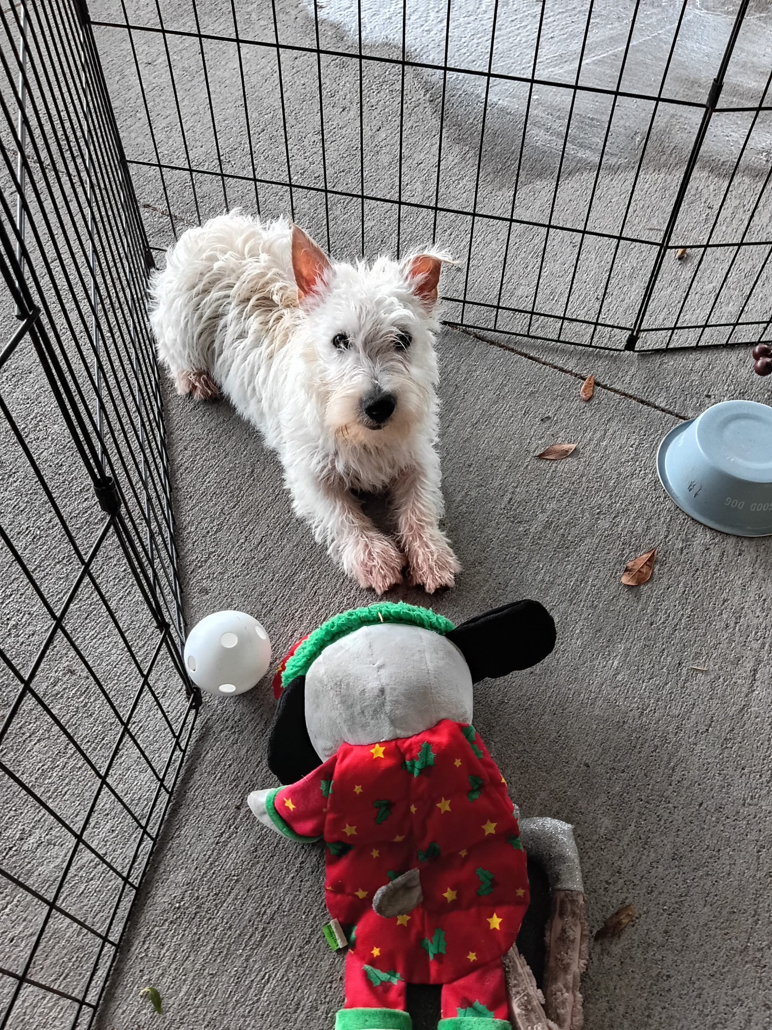 McTavish  – West Highland White Terrier puppy for sale in Dover, FL