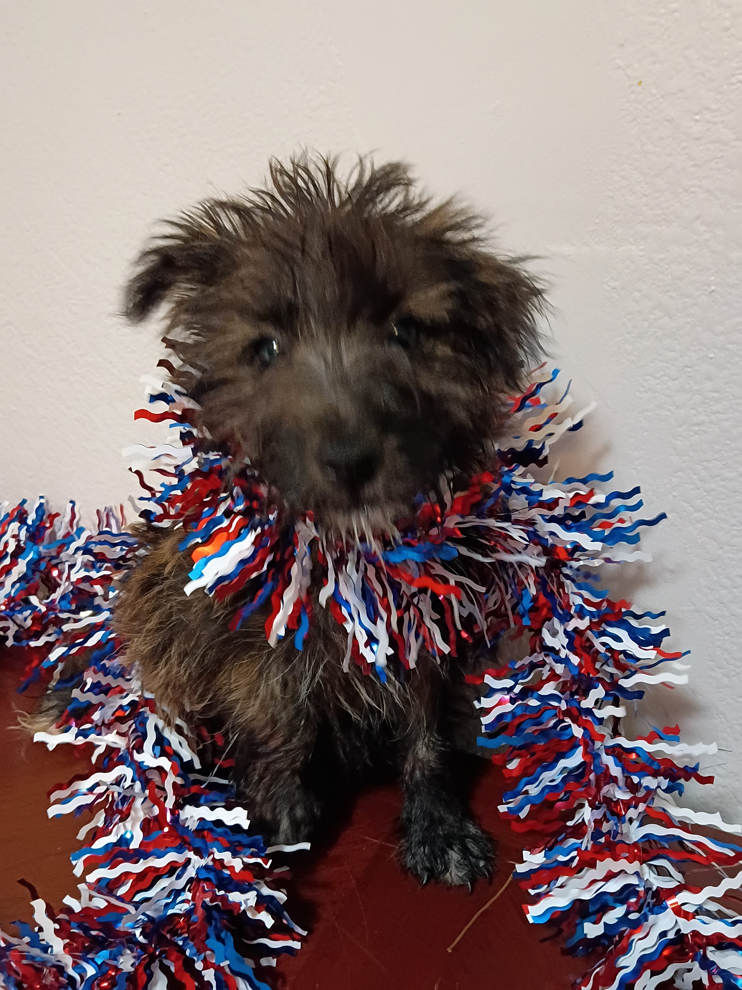 Cassi  – Cairn Terrier puppy for sale in Dover, FL