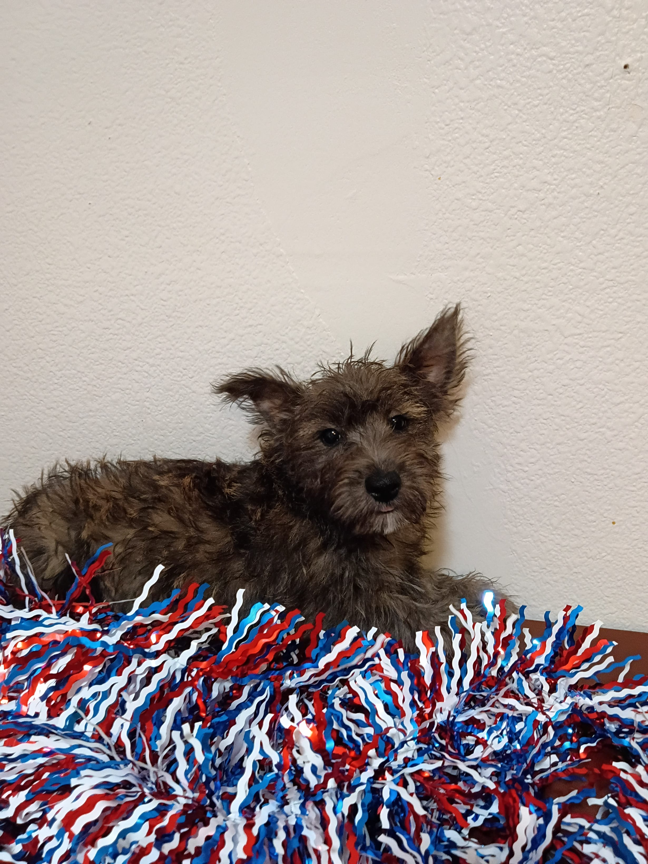 Carlos – Cairn Terrier, West Highland White Terrier puppy for sale in Dover, FL