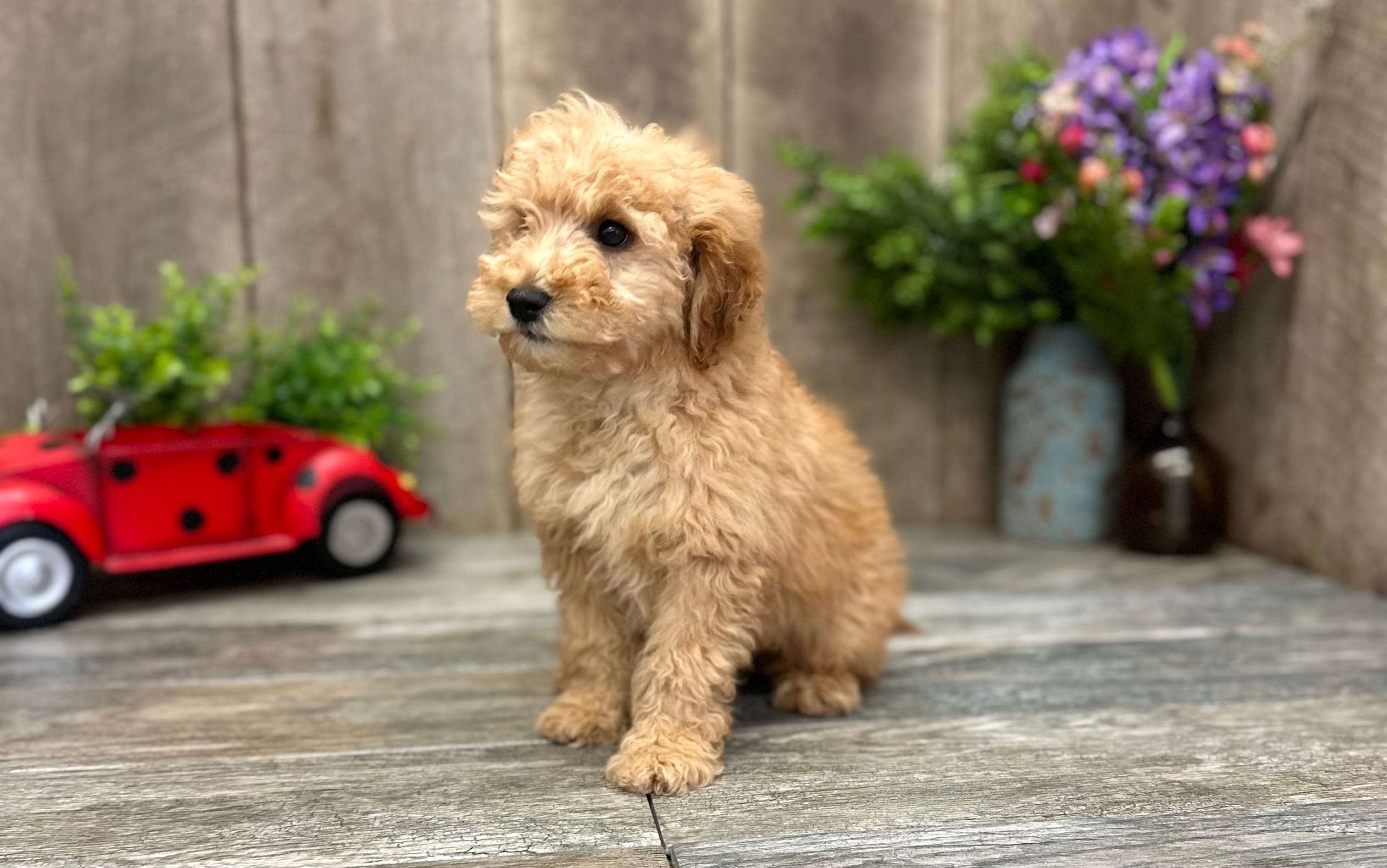 Rose – Miniature Goldendoodle puppy for sale in West Plains, MO