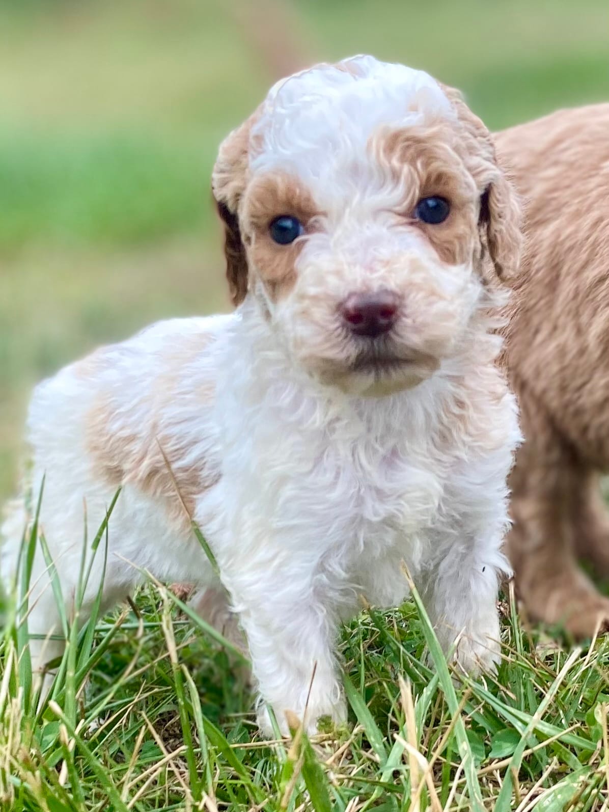 Faith – Goldendoodle puppy for sale in Canon, GA