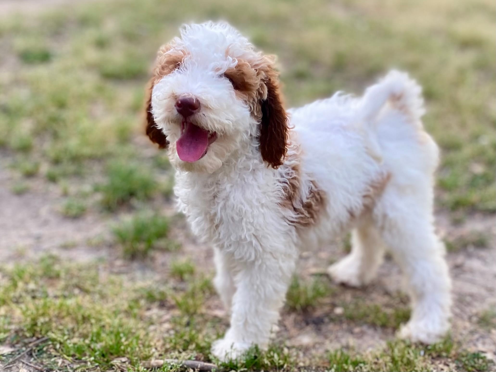 Dior – Goldendoodle puppy for sale in Canon, GA