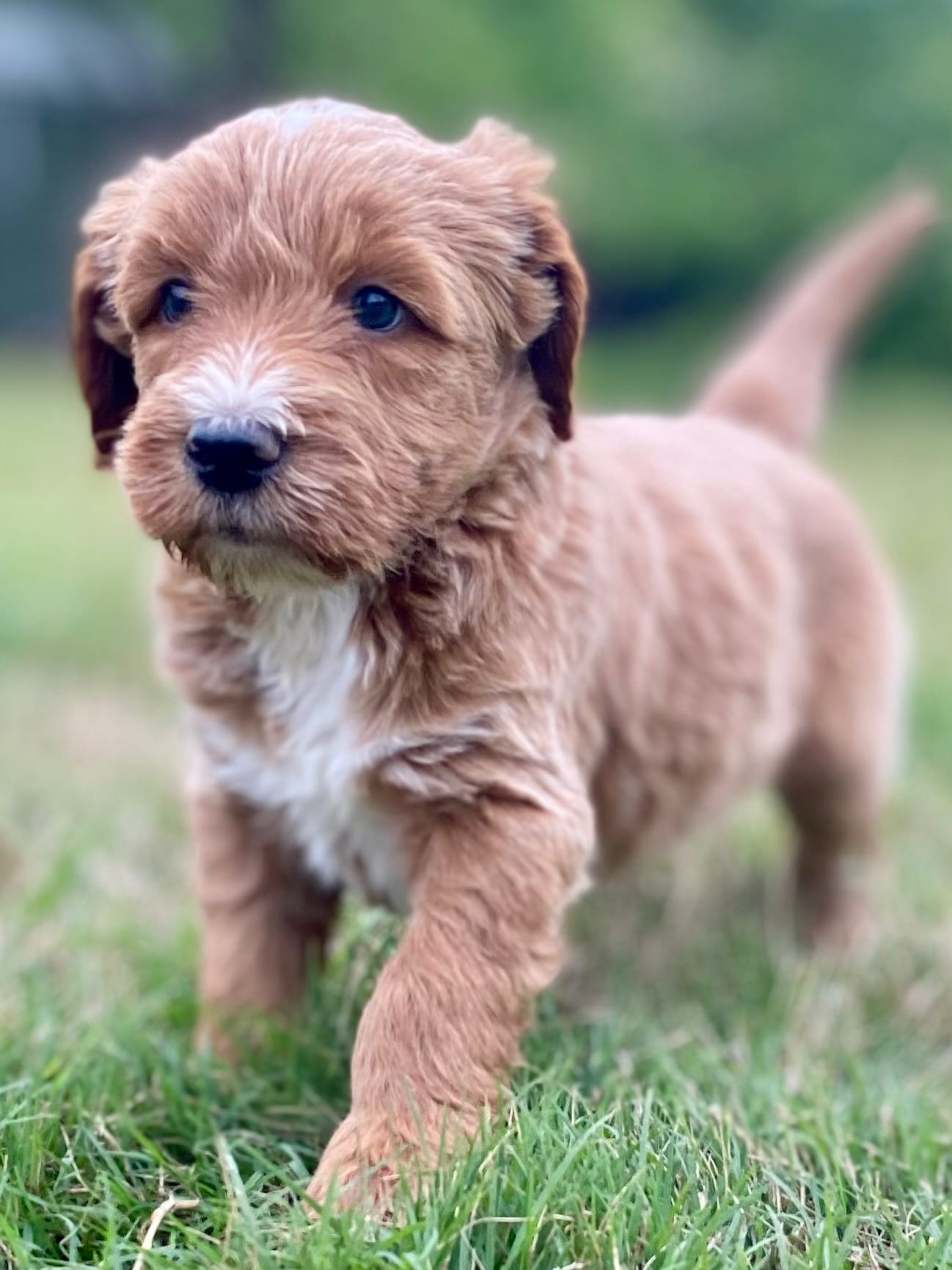 Felix (tuxedo) – Goldendoodle puppy for sale in Canon, GA