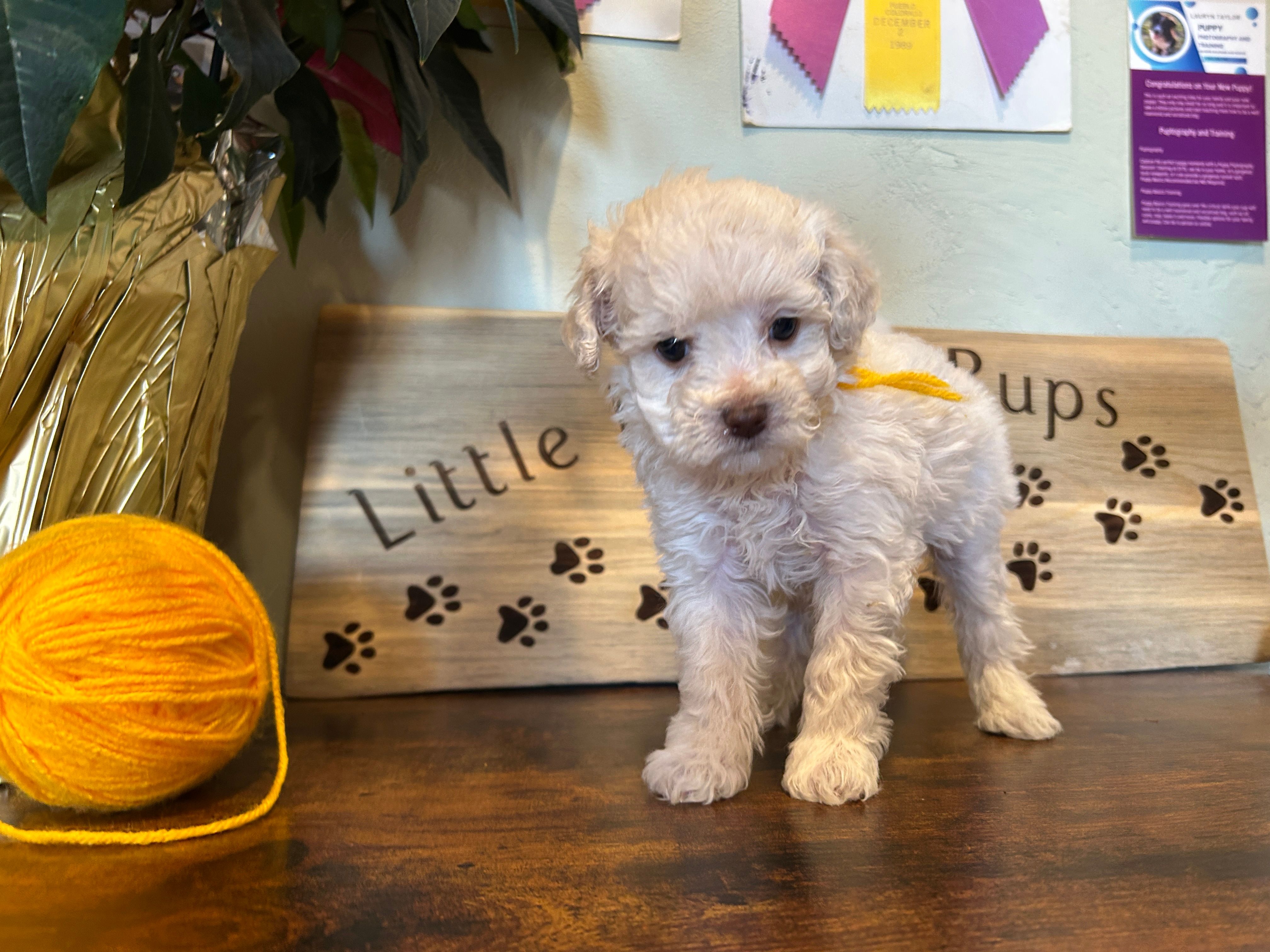 Yellow – Miniature Goldendoodle puppy for sale in Falcon, CO