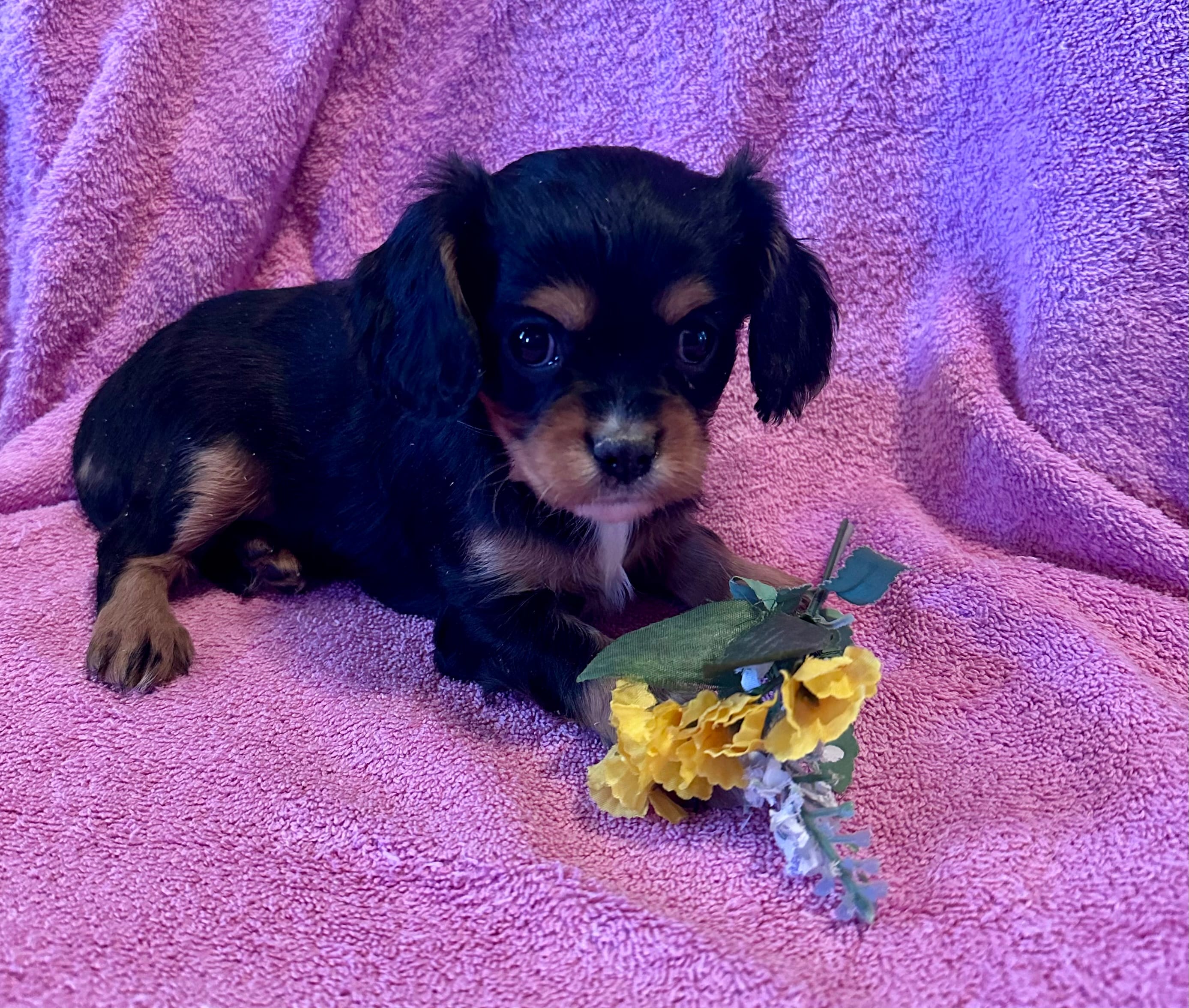 Becky – Cavalier King Charles Spaniel puppy for sale in Mercersburg, PA