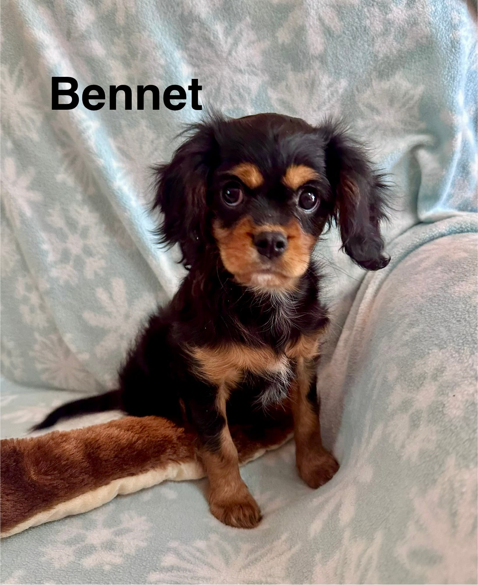 Bennet – Cavalier King Charles Spaniel puppy for sale in Mercersburg, PA