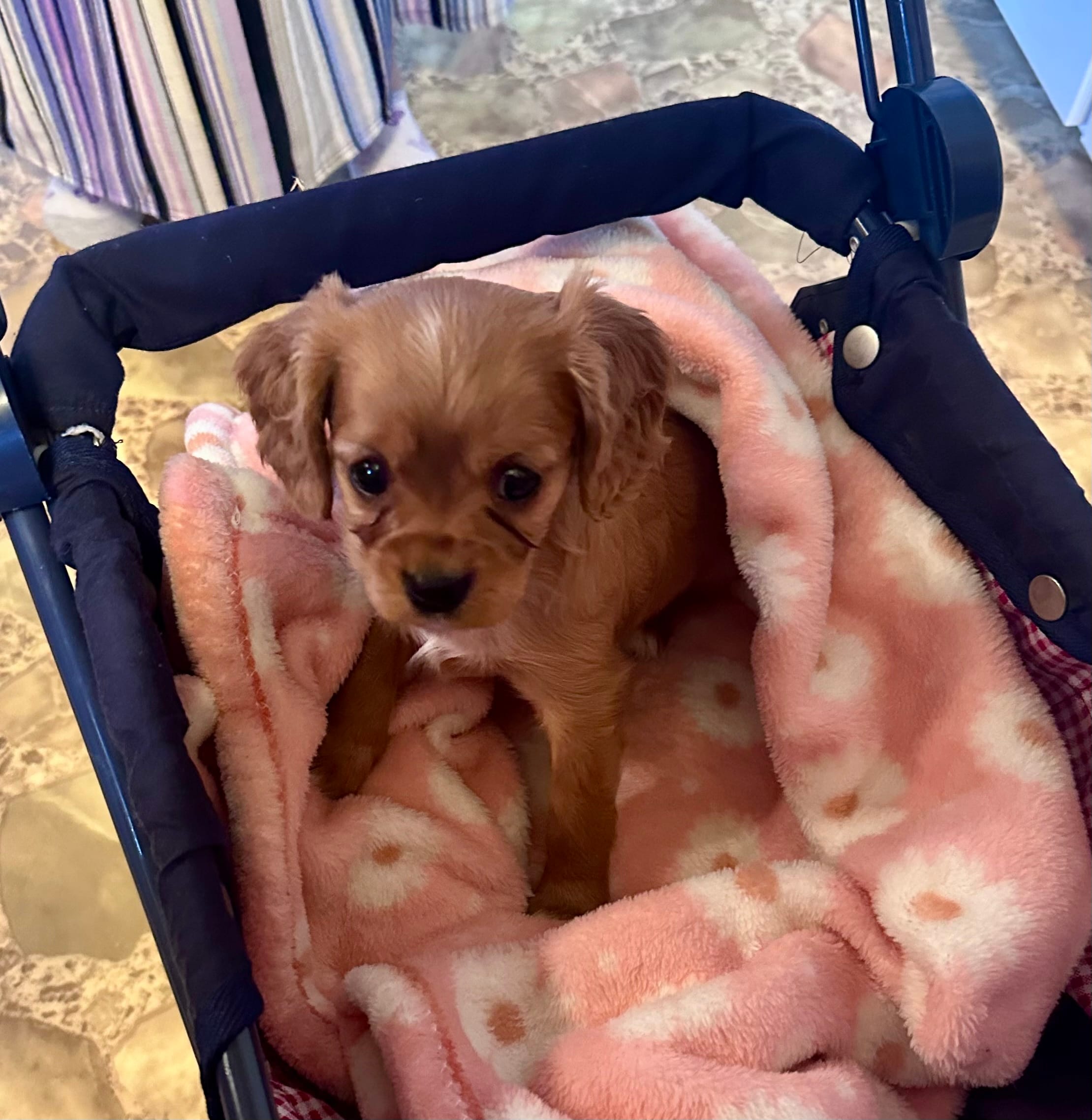 BART  – Cavalier King Charles Spaniel puppy for sale in Mercersburg, PA