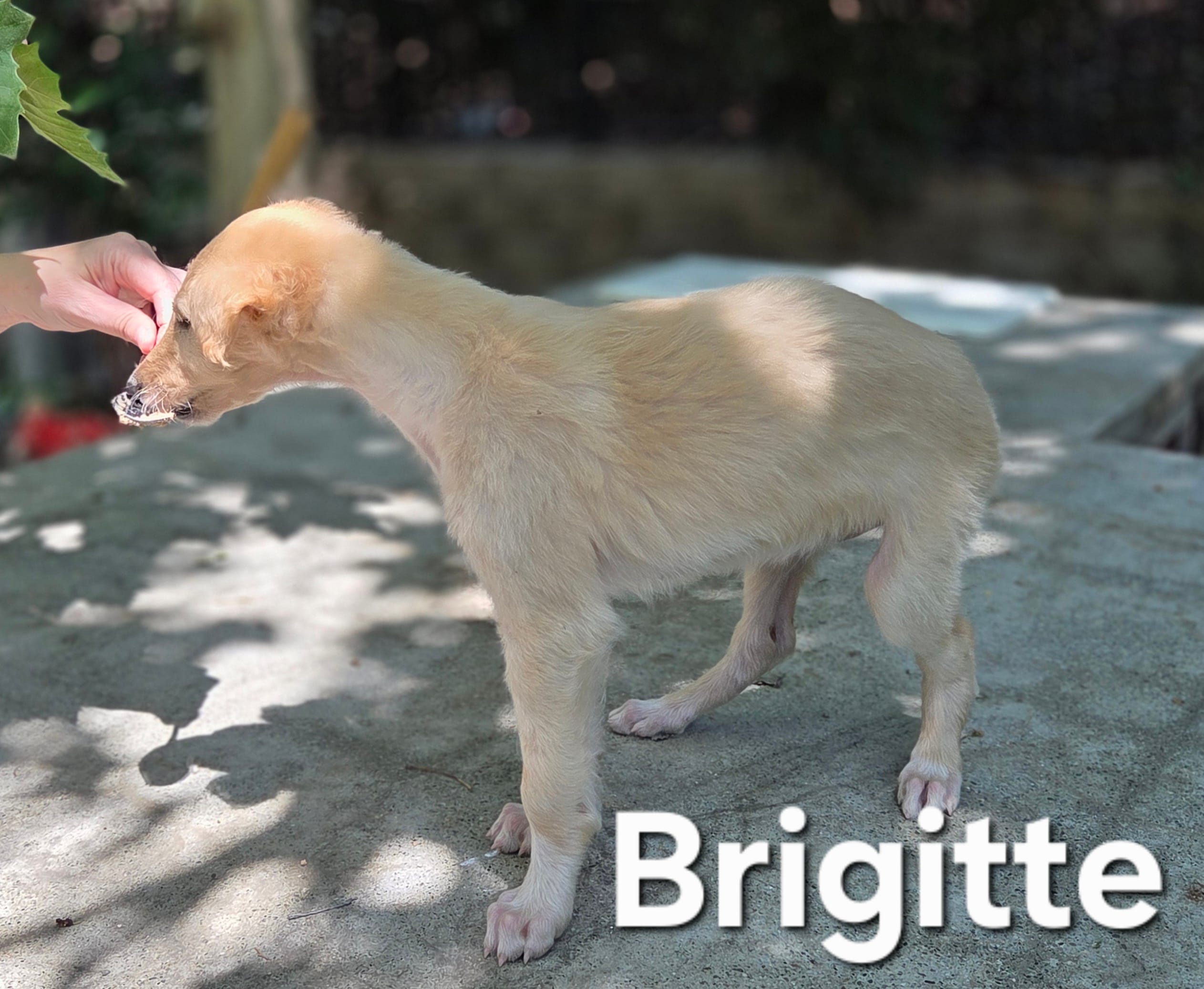 Brigitte (petite) – Borzoi puppy for sale in Yucaipa, CA