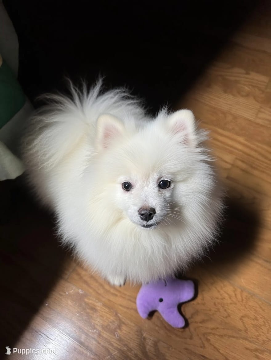 Casper – Pomeranian puppy for sale in Mississippi State, MS