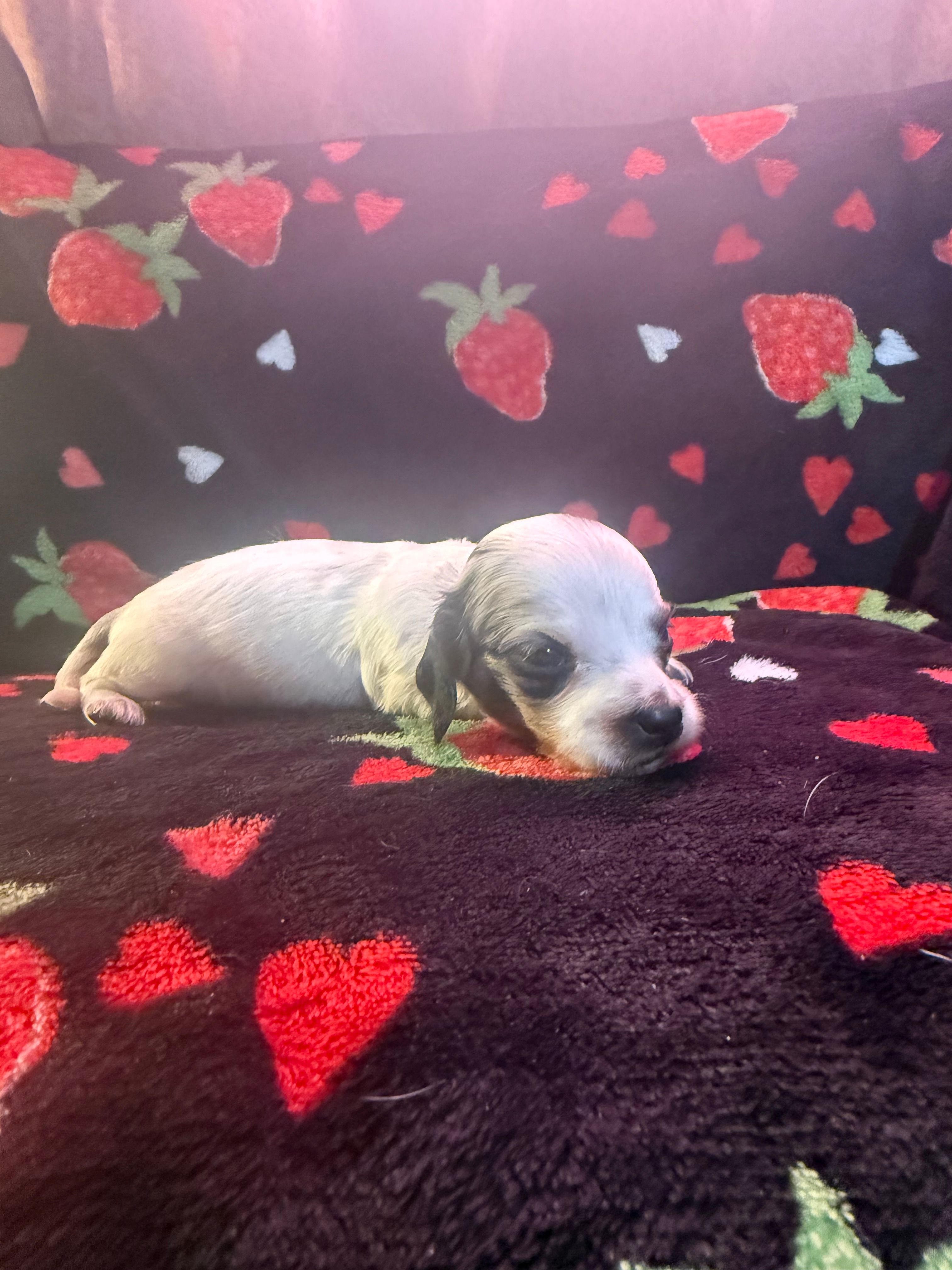 Delphie – Miniature Dachshund puppy for sale in Summersville, MO