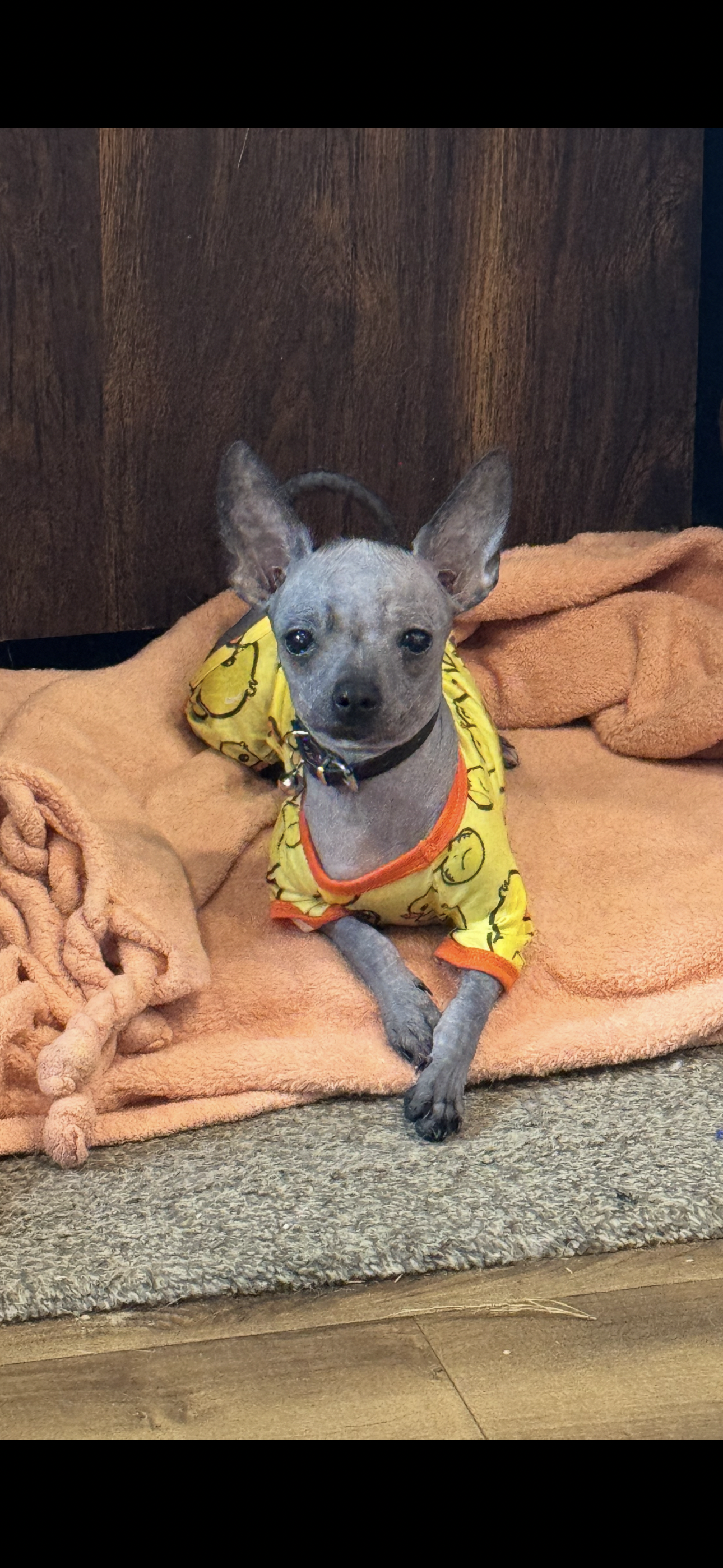 Stitch – Chihuahua, Chinese Crested puppy for sale in Hendrix, OK