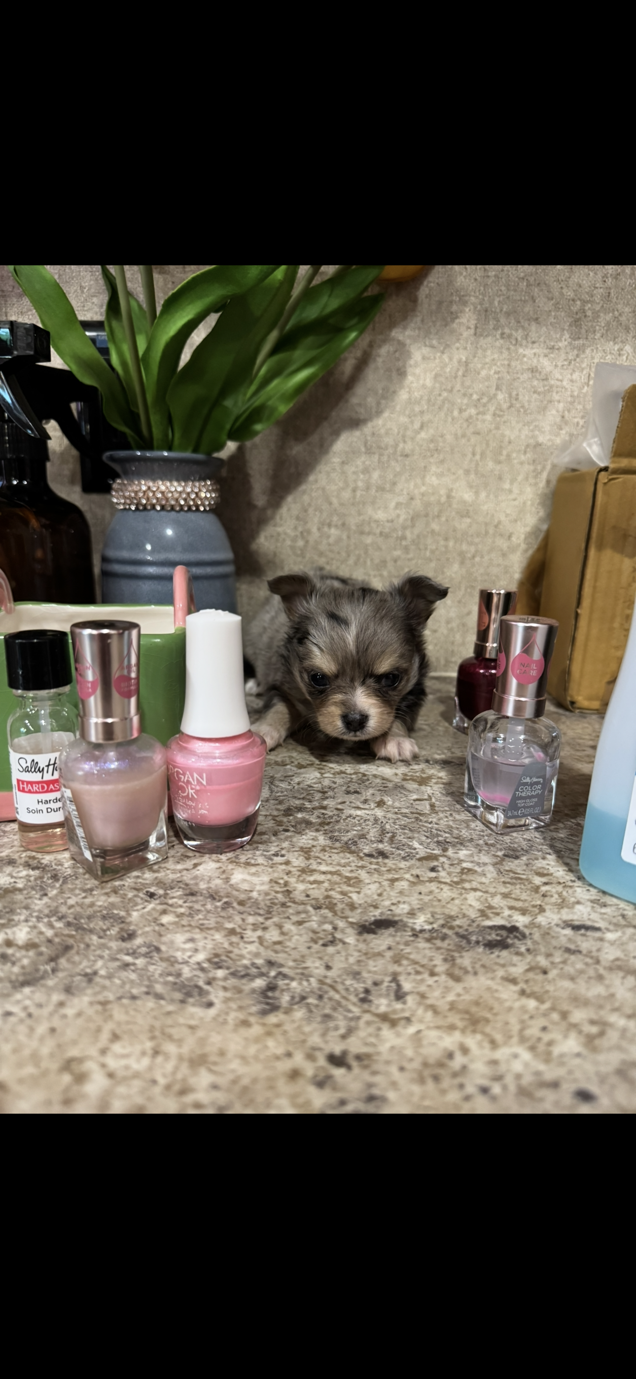 Tiny tiny tiny LH merle – Chihuahua puppy for sale in Hendrix, OK