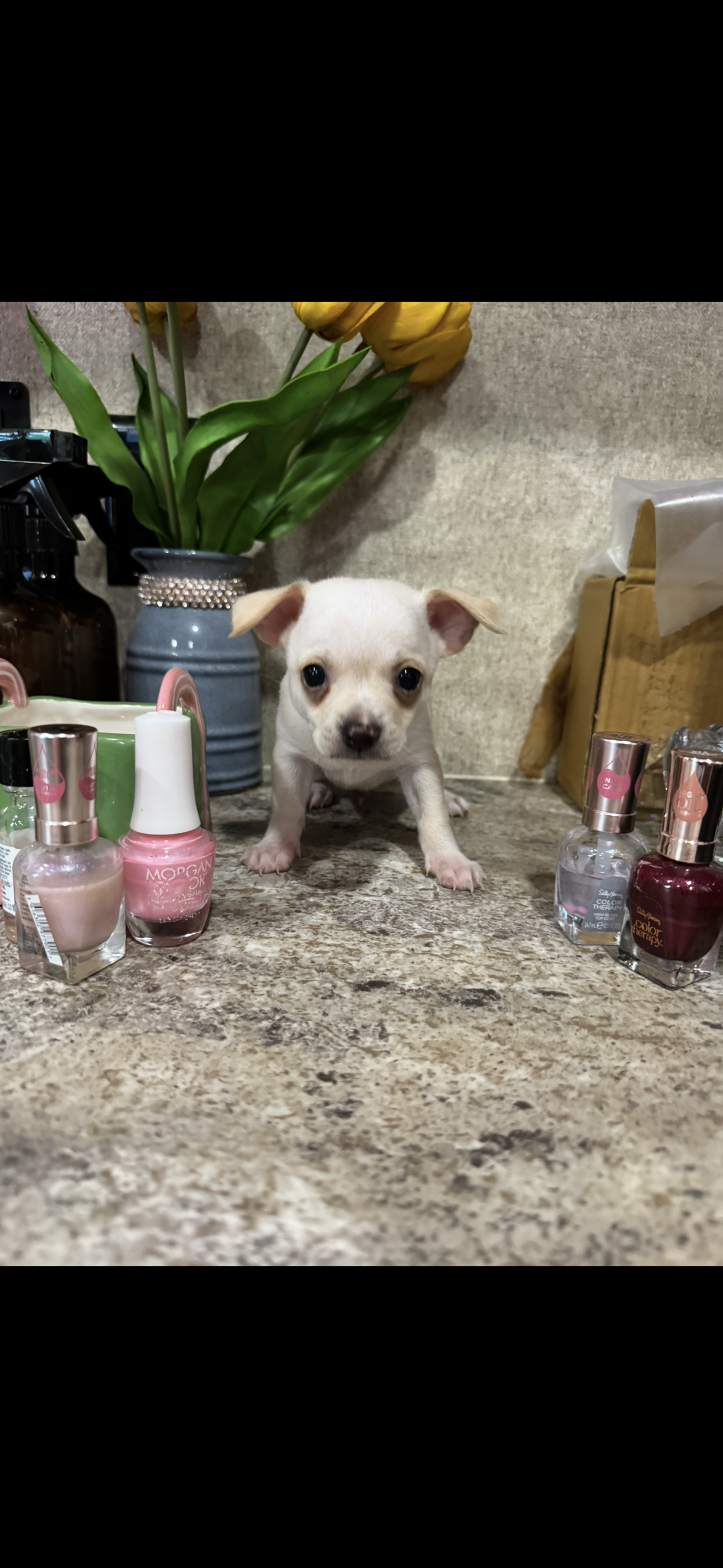 Tiny white prince – Chihuahua puppy for sale in Hendrix, OK