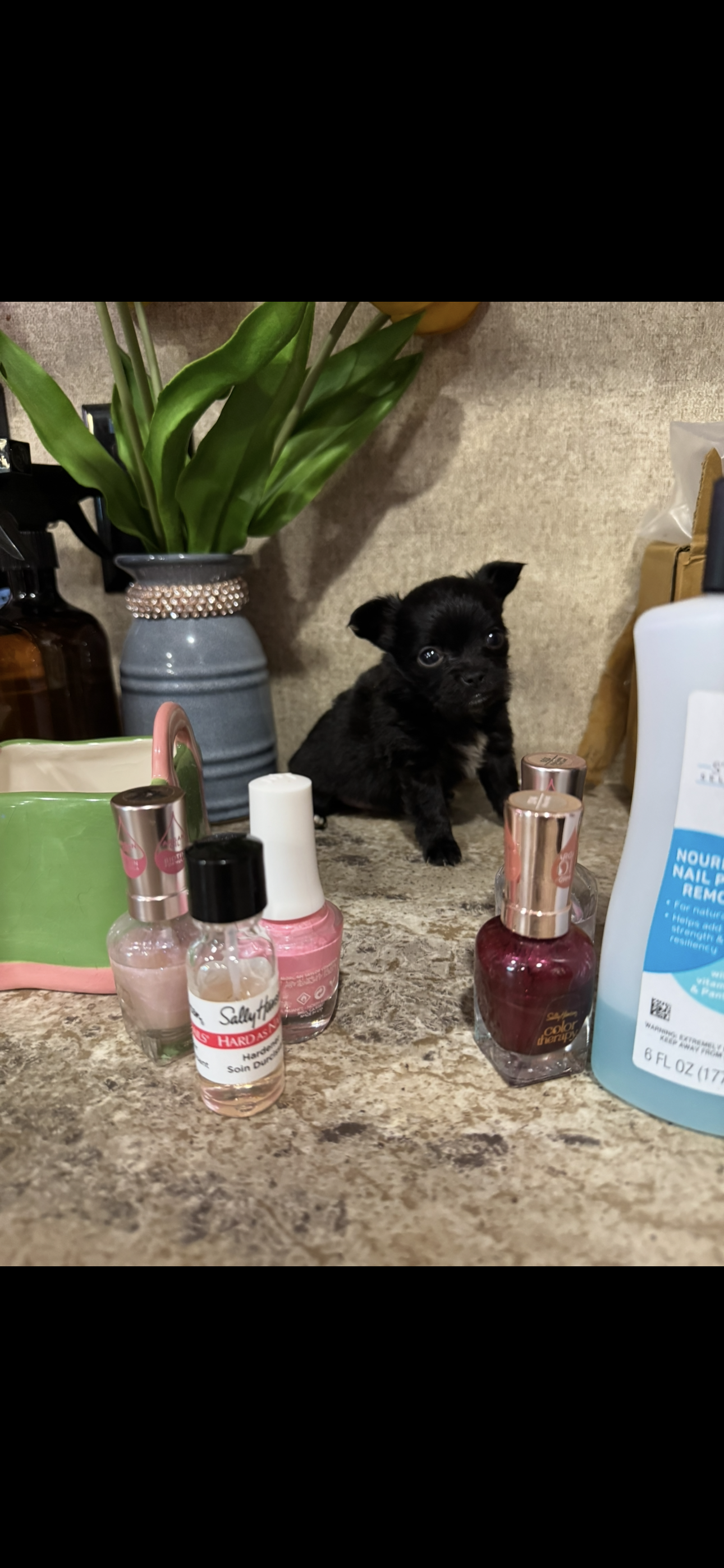 Tiny tiny tiny knight LH – Chihuahua puppy for sale in Hendrix, OK