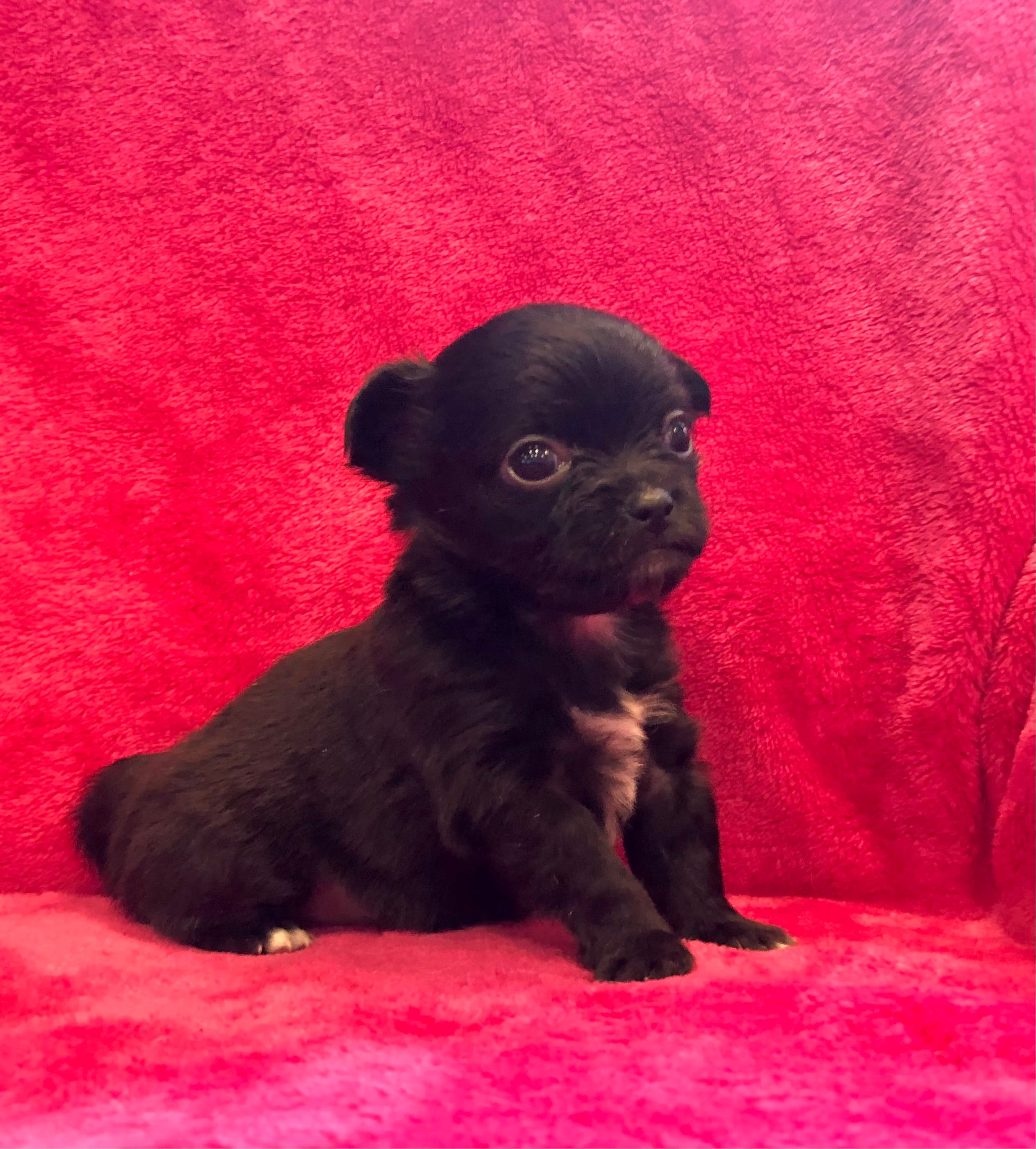 Tiny, tiny, tiny Knight – Chihuahua puppy for sale in Hendrix, OK