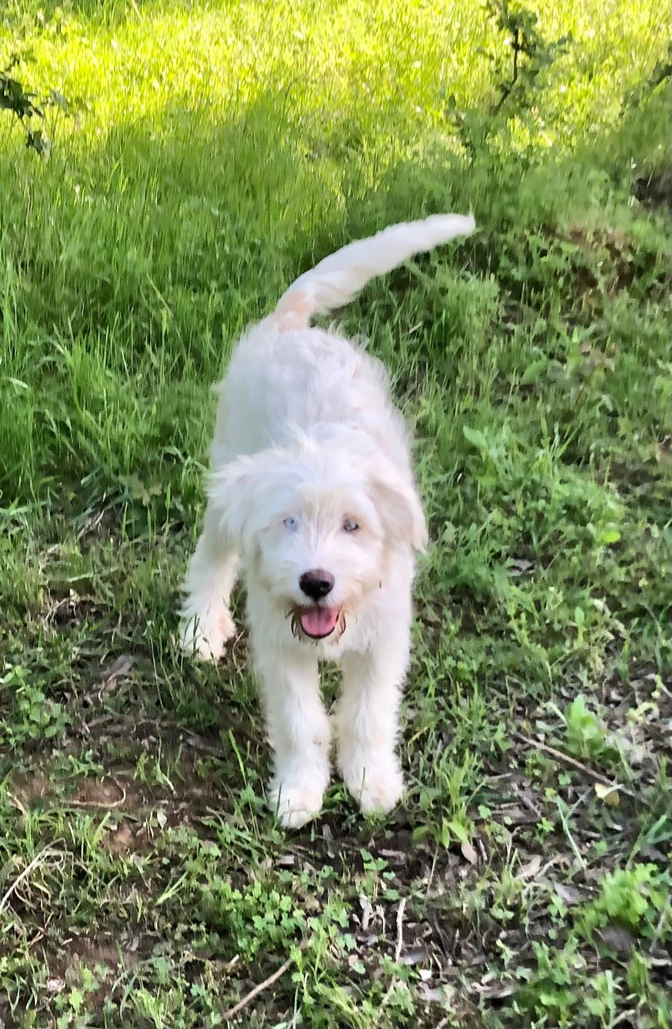 Blanket – Great Pyrenees, Poodle - Standard  puppy for sale in Hendrix, OK