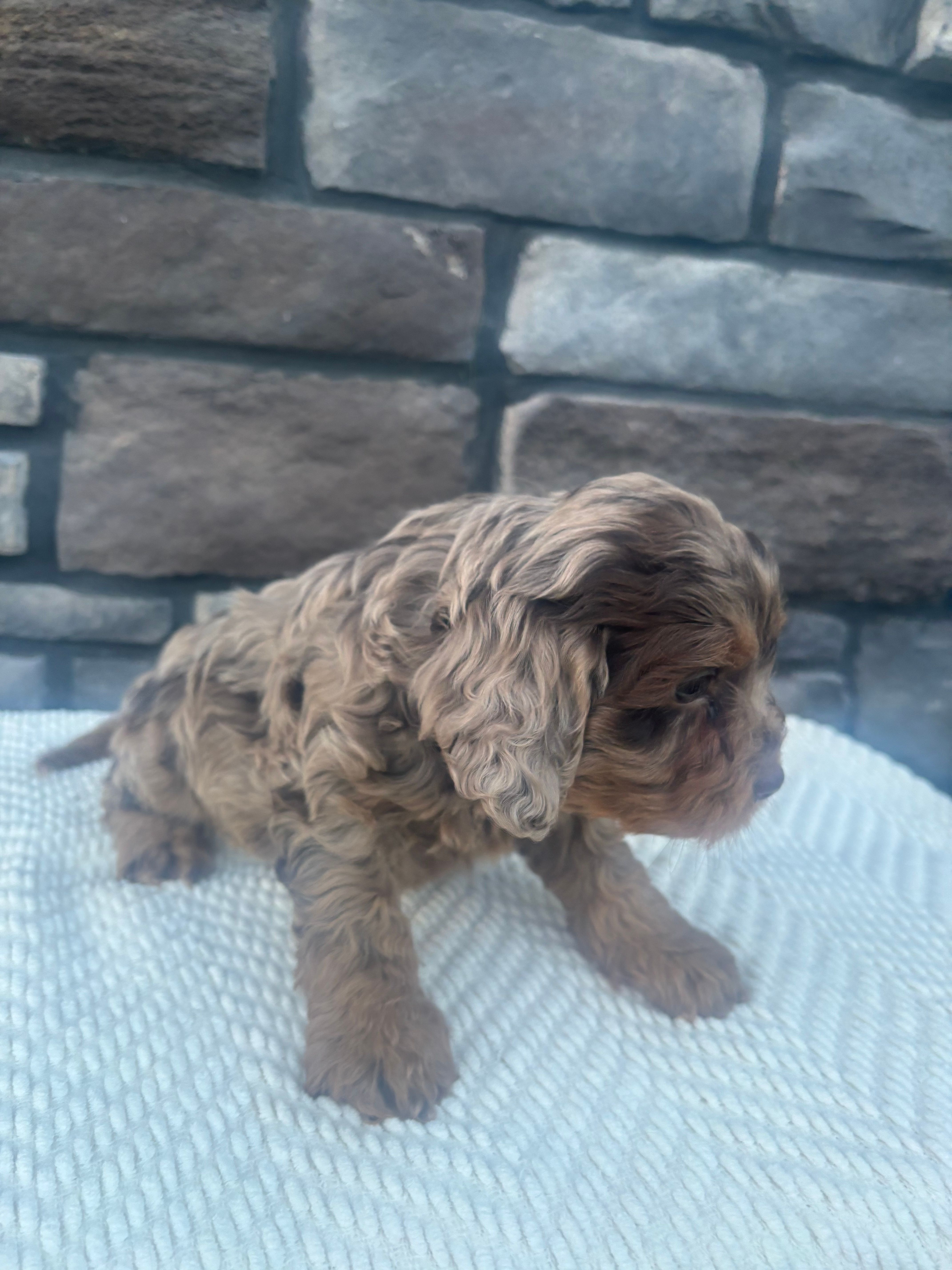 Prince – Cavapoo puppy for sale in Millersburg, OH