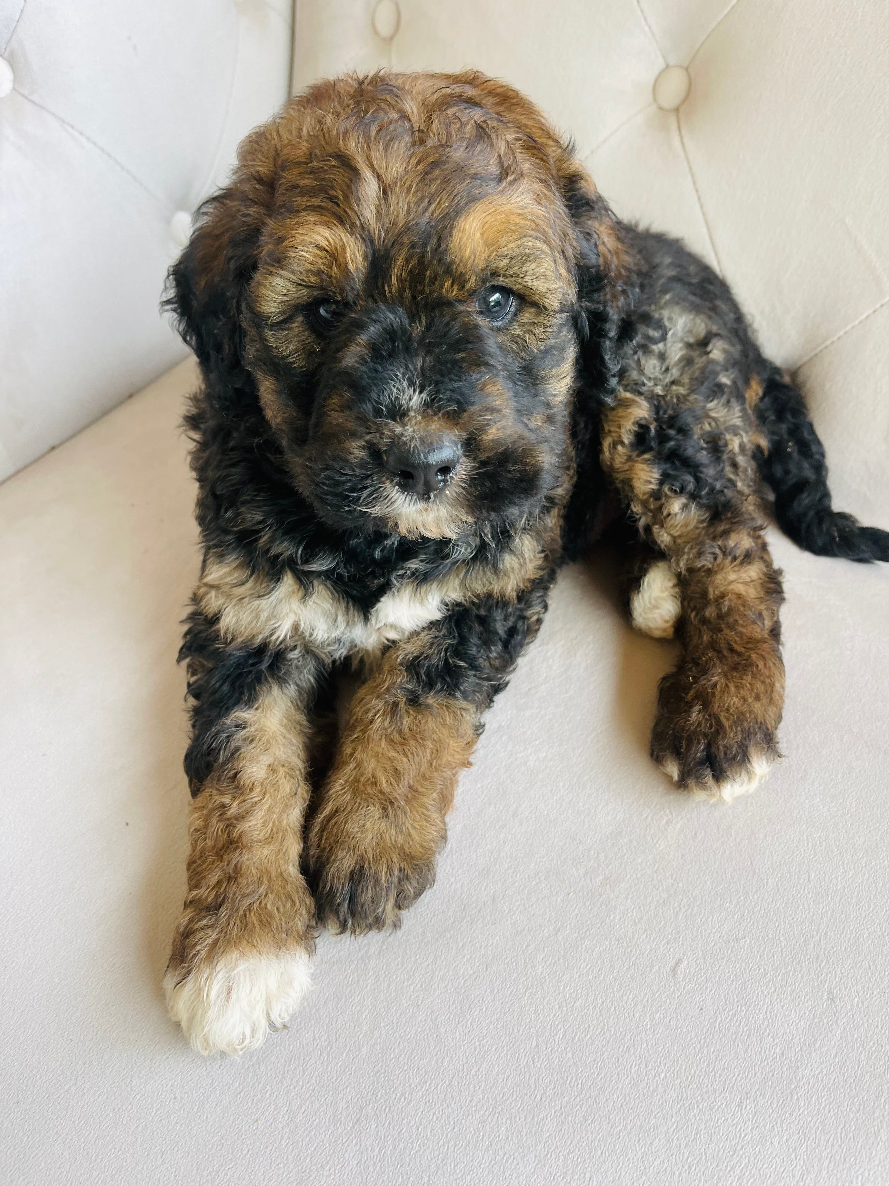 Mack ❤️ Red sable brindle tri Bernedoodle – Bernedoodle puppy for sale in Cookeville, TN
