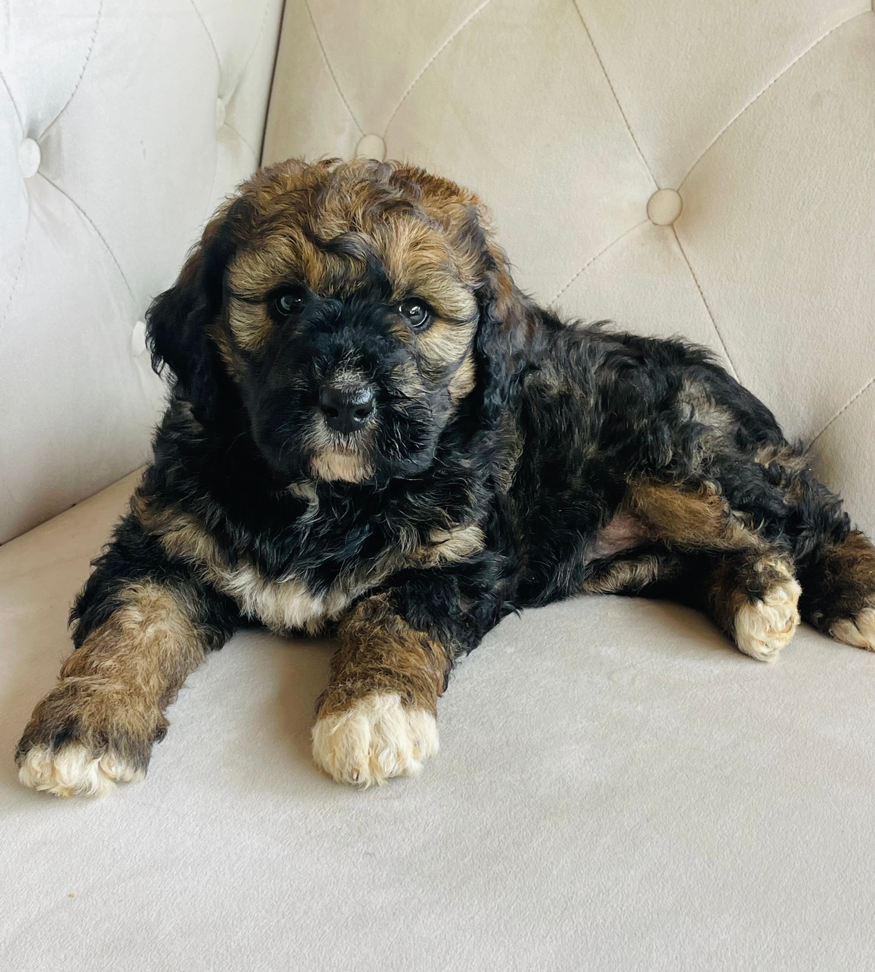 Bella ❤️ sable phantom tri color – Bernedoodle puppy for sale in Cookeville, TN