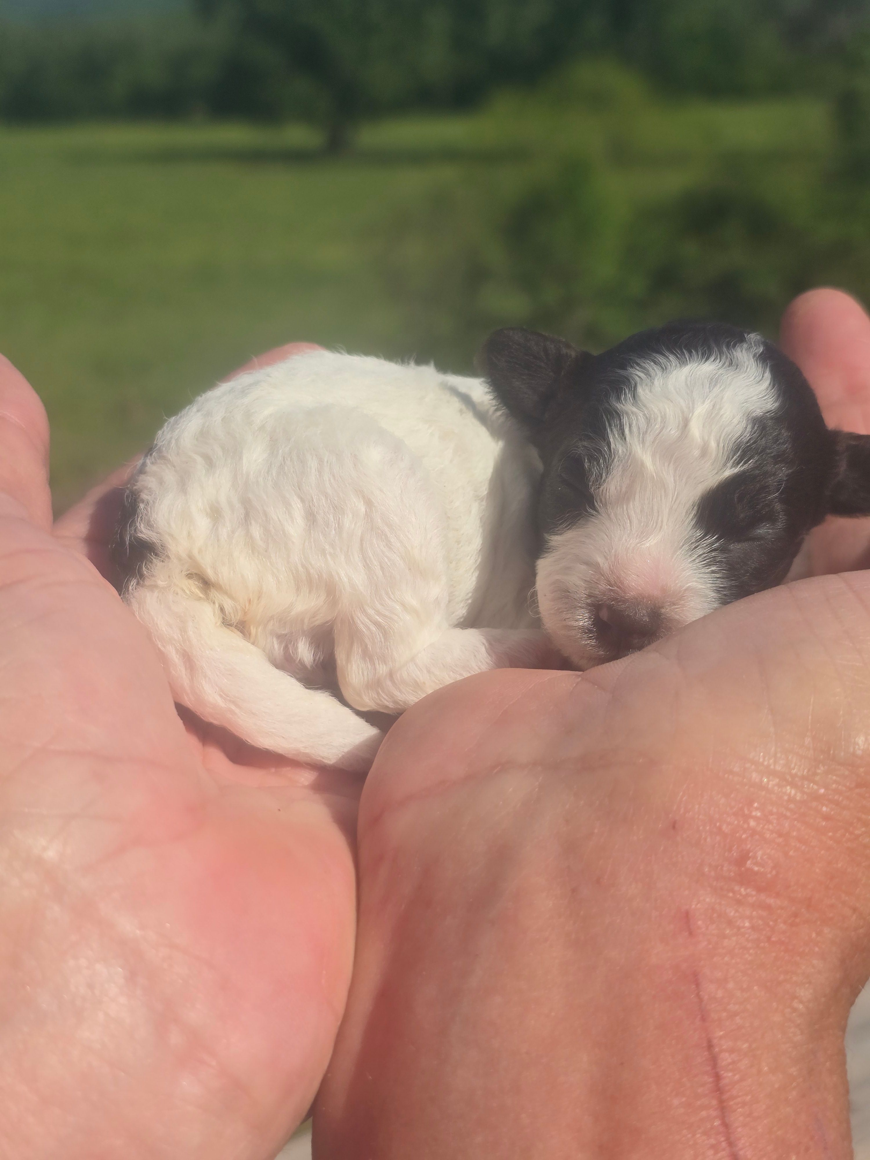 Kasey – Poodle - Toy  puppy for sale in Chatsworth, GA