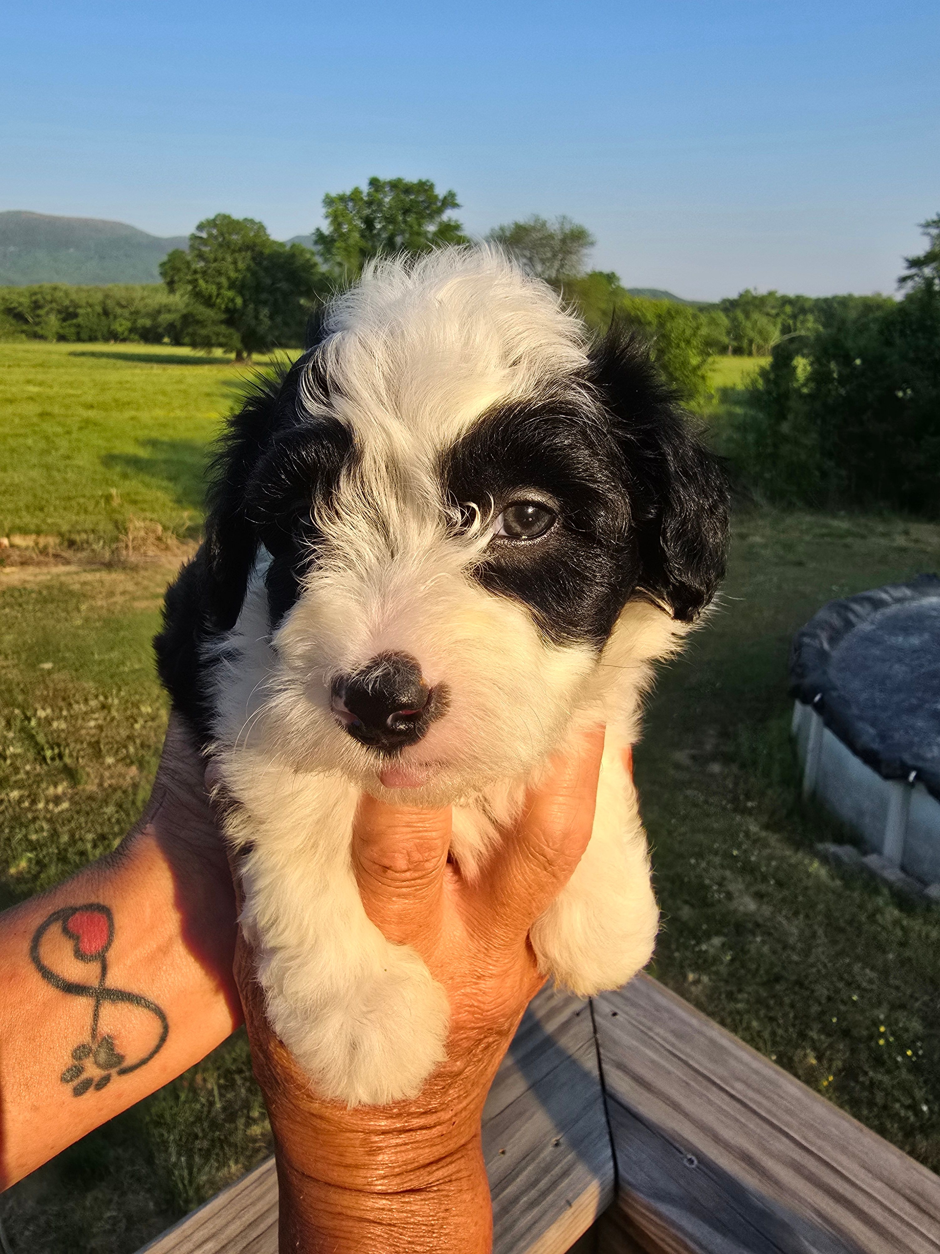 Annie – Miniature Aussiedoodle puppy for sale in Chatsworth, GA