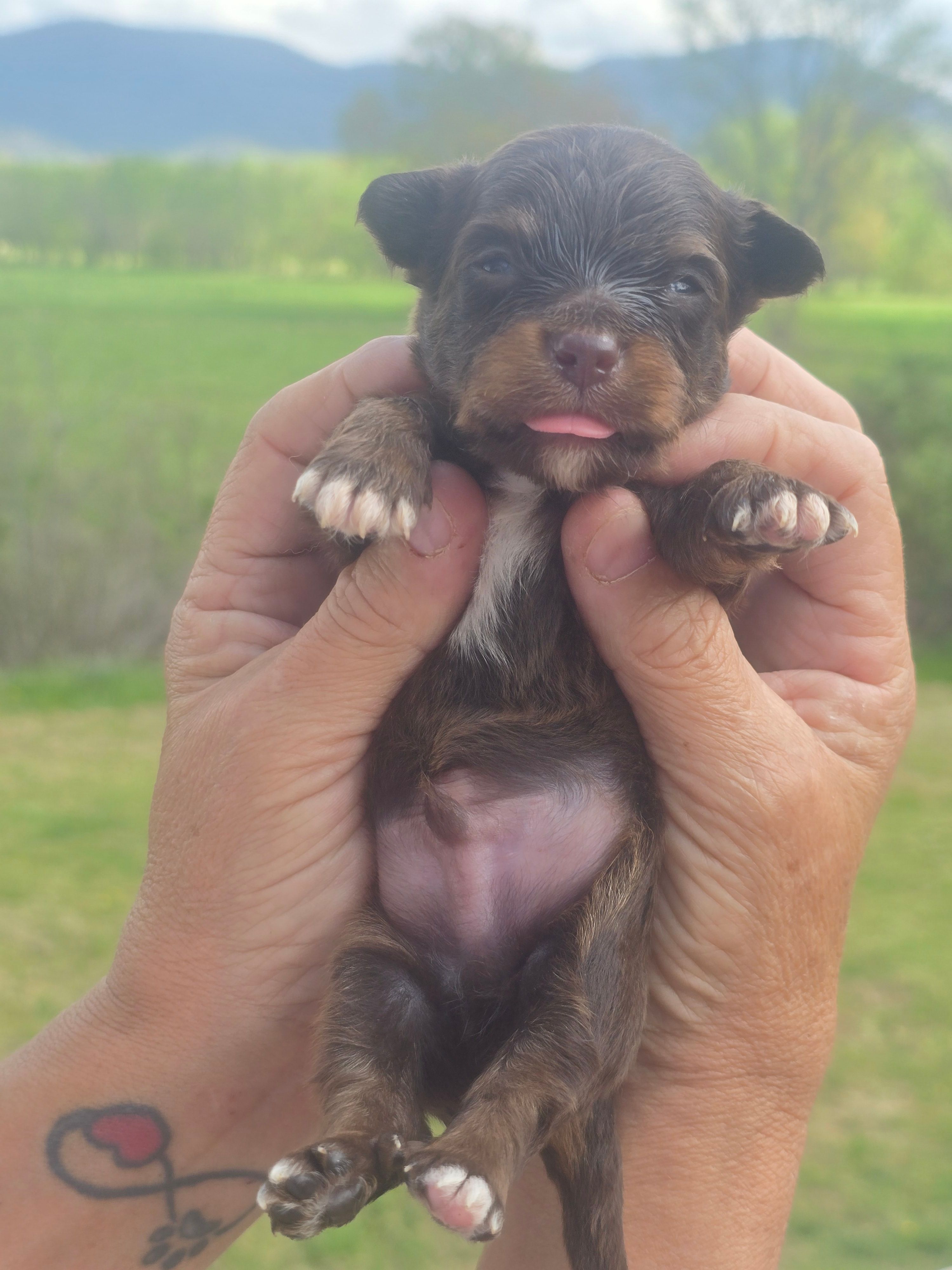Pete – Aussiedoodle puppy for sale in Chatsworth, GA