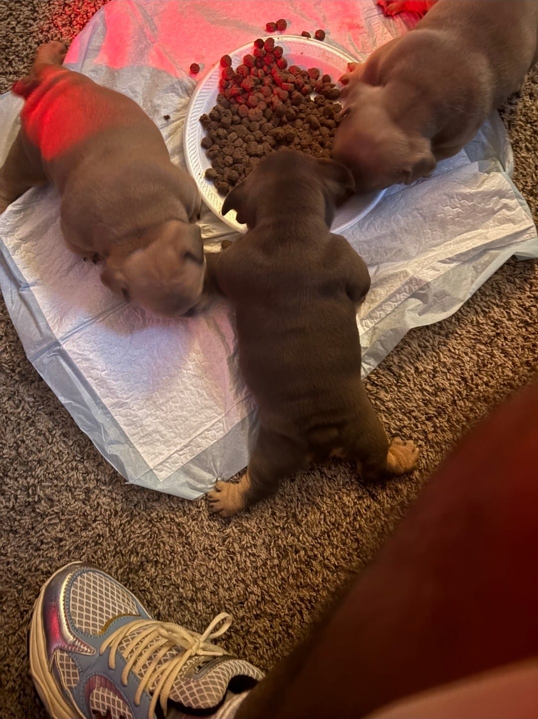 NA – American Bully puppy for sale in Houston, TX