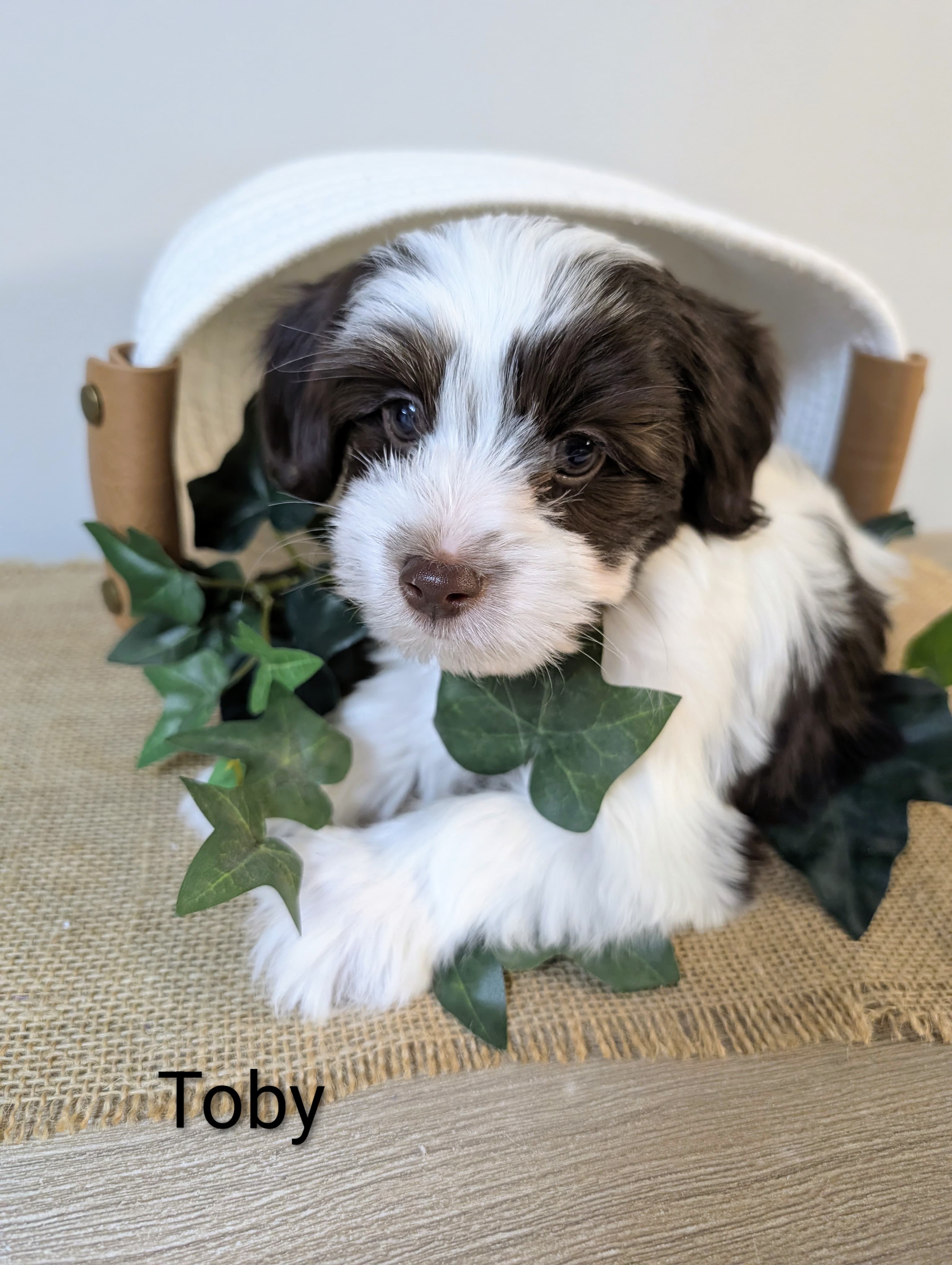 Toby – Yorkipoo, Yorkshire Terrier puppy for sale in Catlett, VA