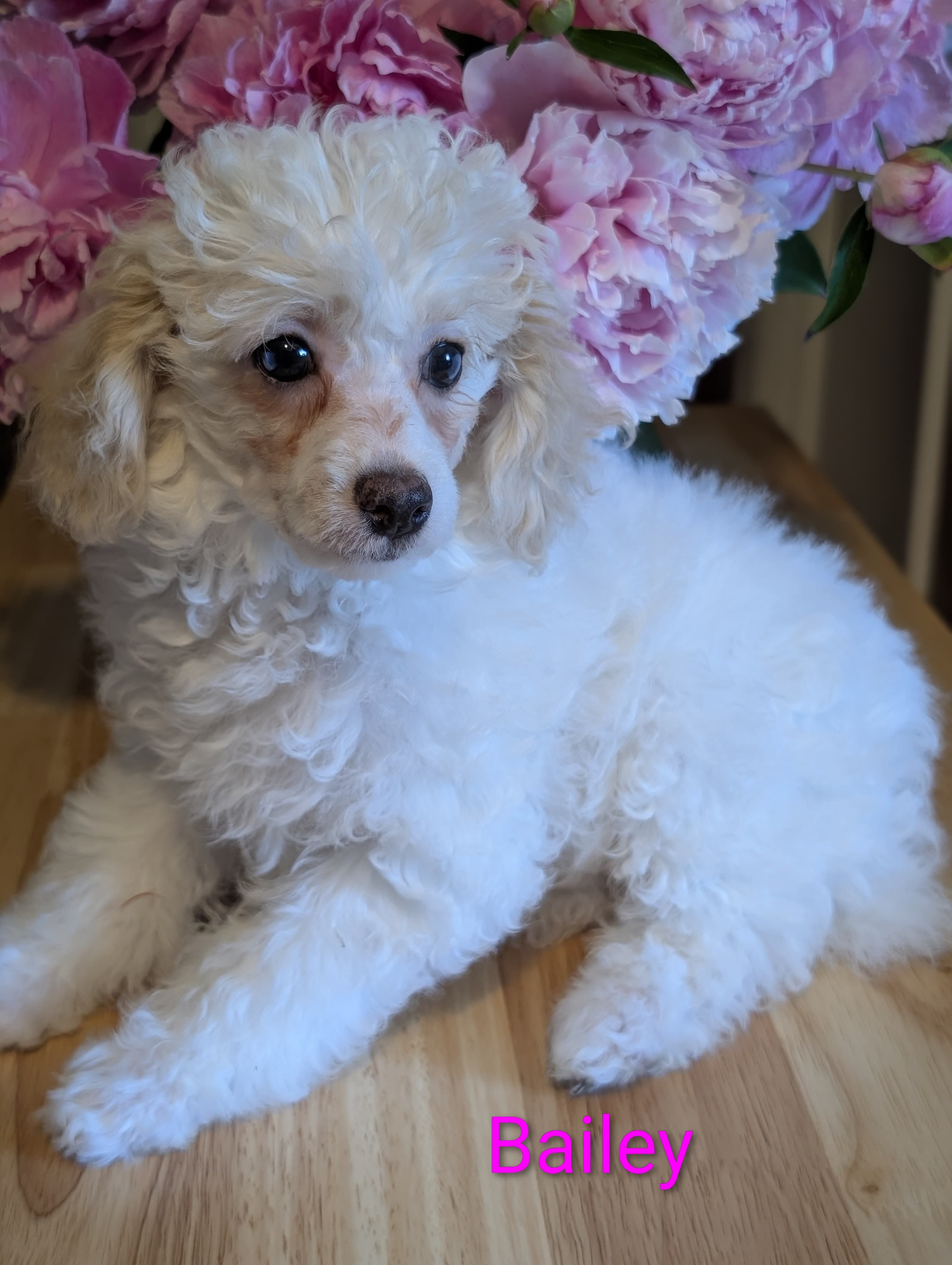 Bailey – Poodle - Miniature  puppy for sale in Catlett, VA