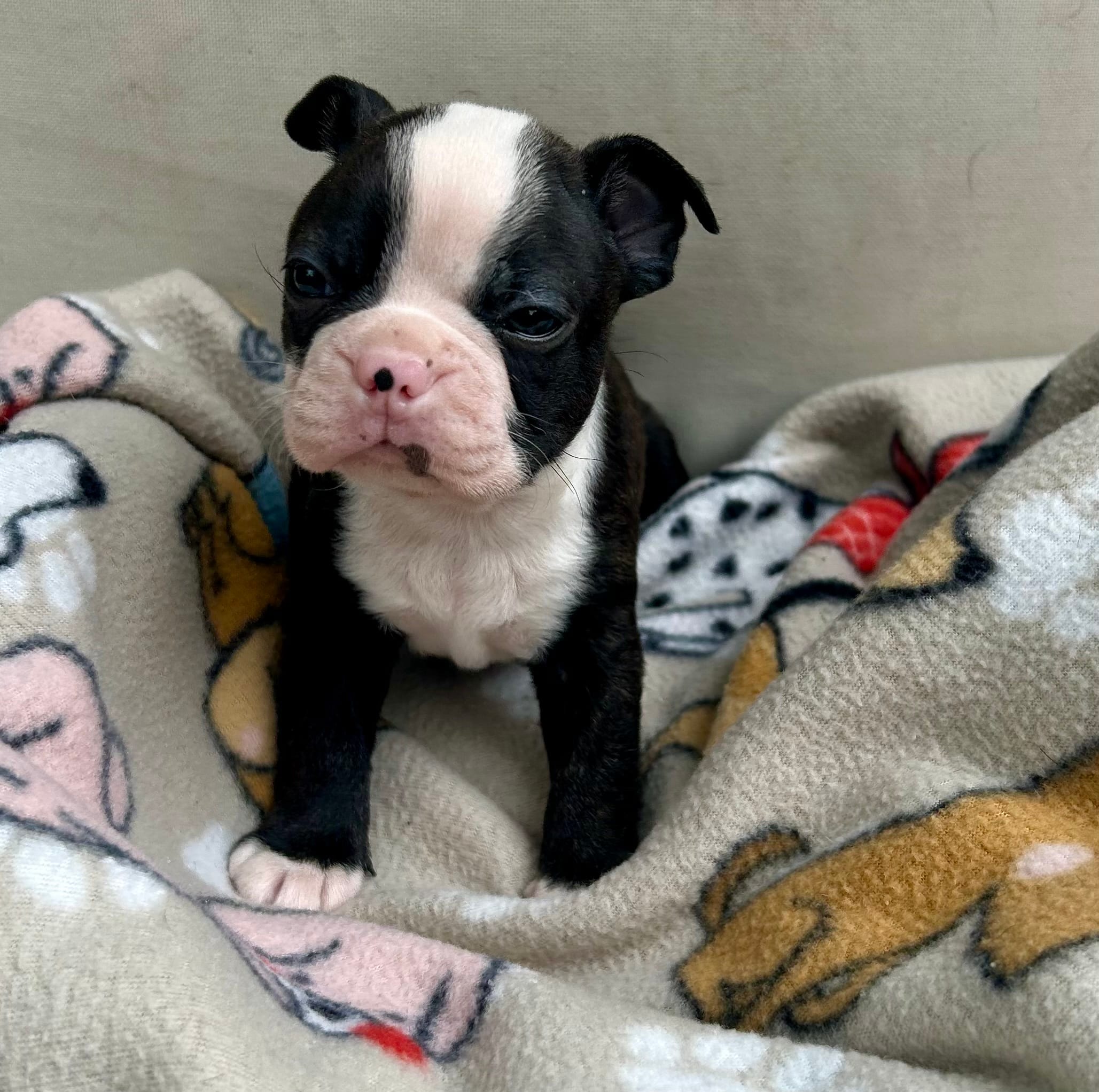 Cookie’s boy – Boston Terrier puppy for sale in Cheraw, SC
