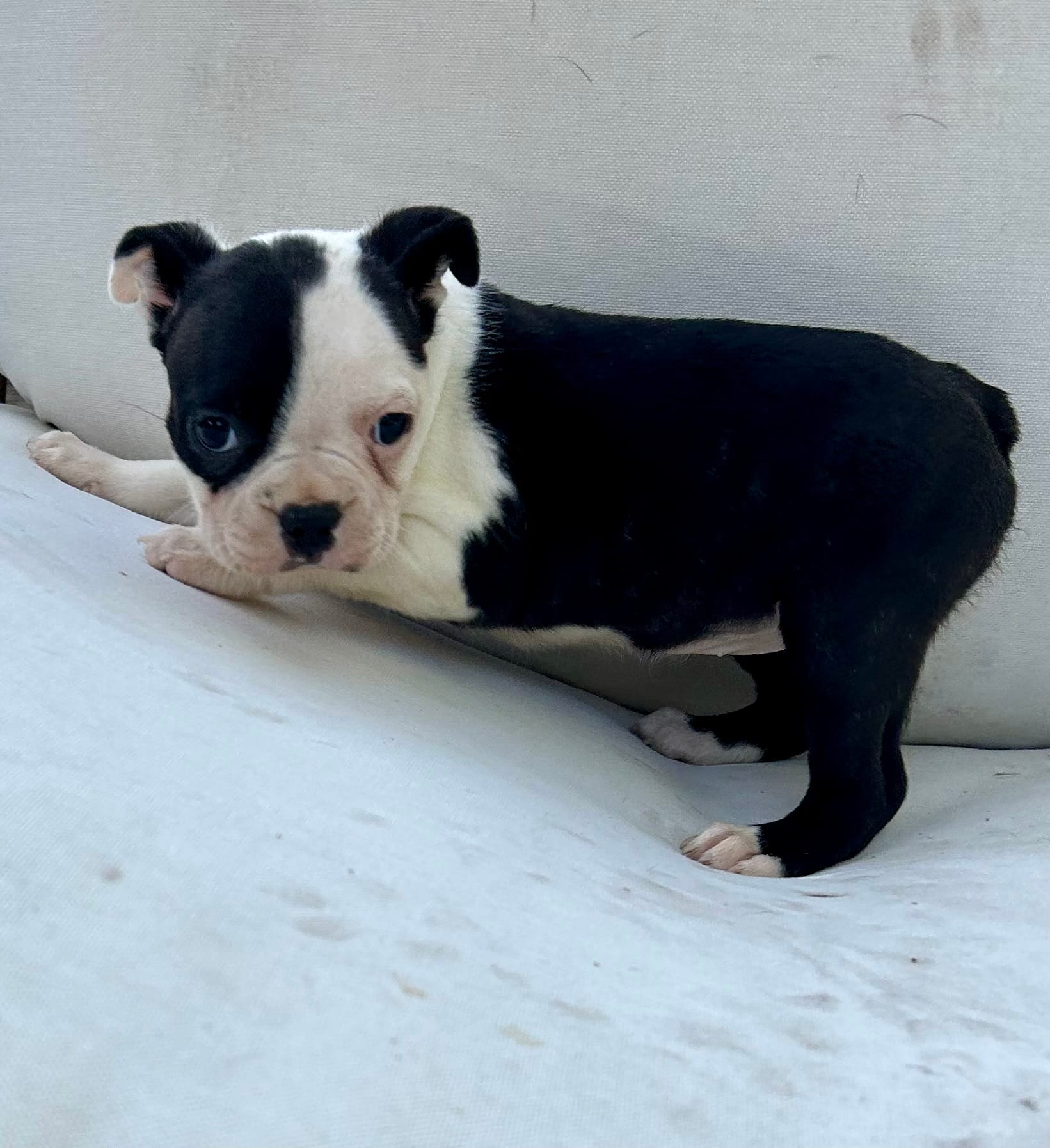 Coffee’s girl – Boston Terrier puppy for sale in Cheraw, SC
