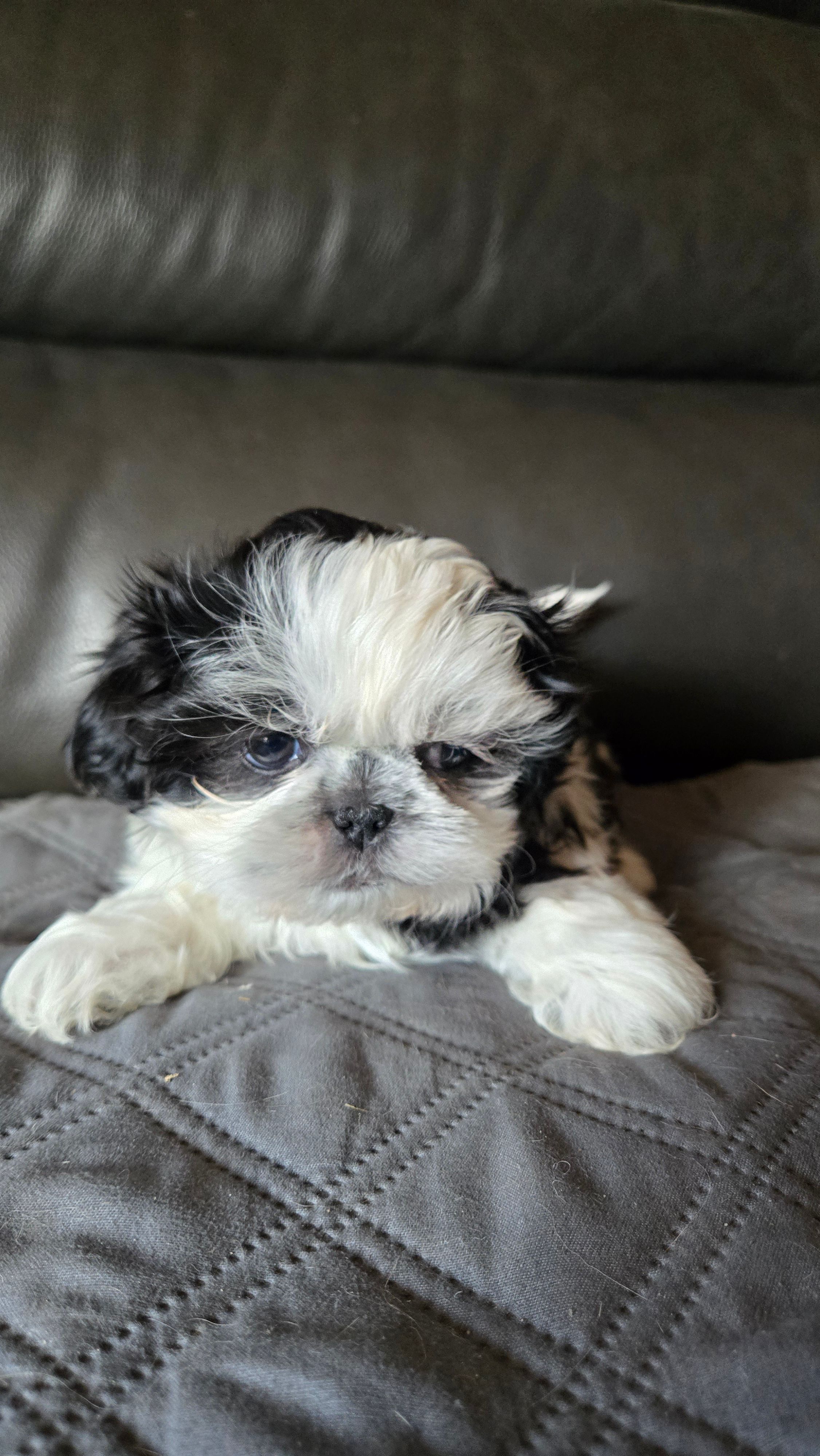 Girl 2 – Shih Tzu puppy for sale in Clear Lake, IA