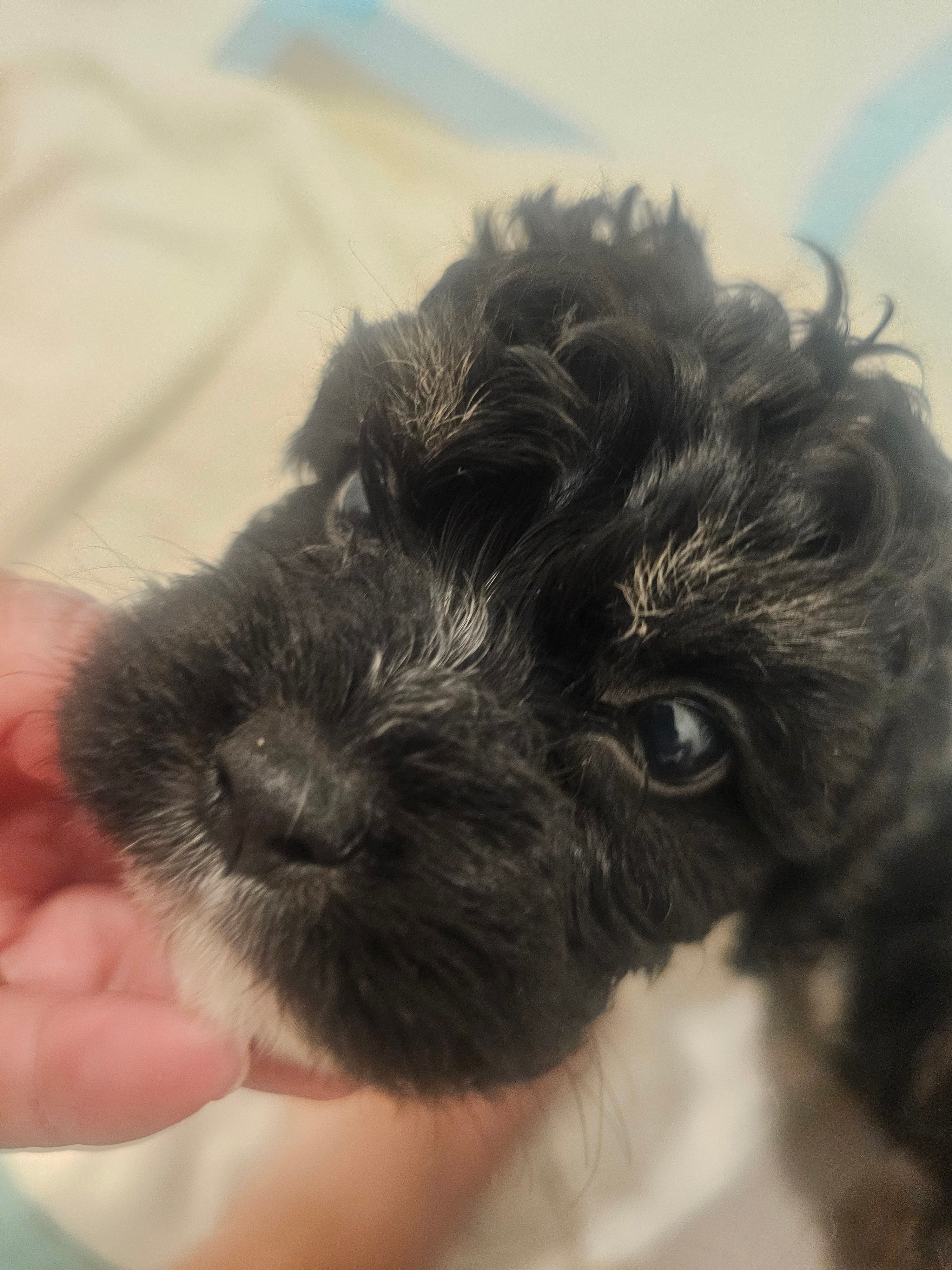 Cockapoo Tri color male  – Cockapoo puppy for sale in San Antonio, TX