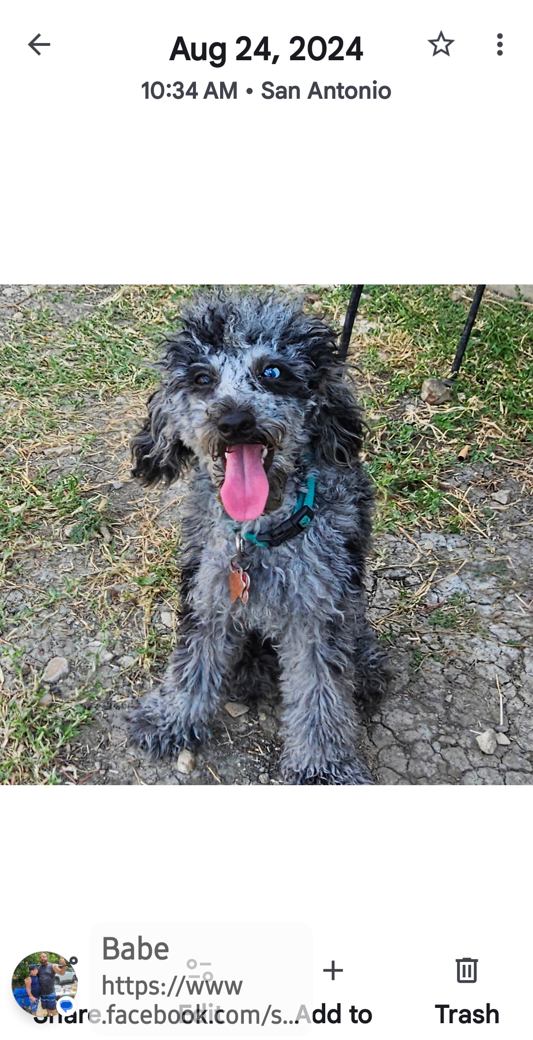 Marlin  – Poodle - Miniature  puppy for sale in San Antonio, TX