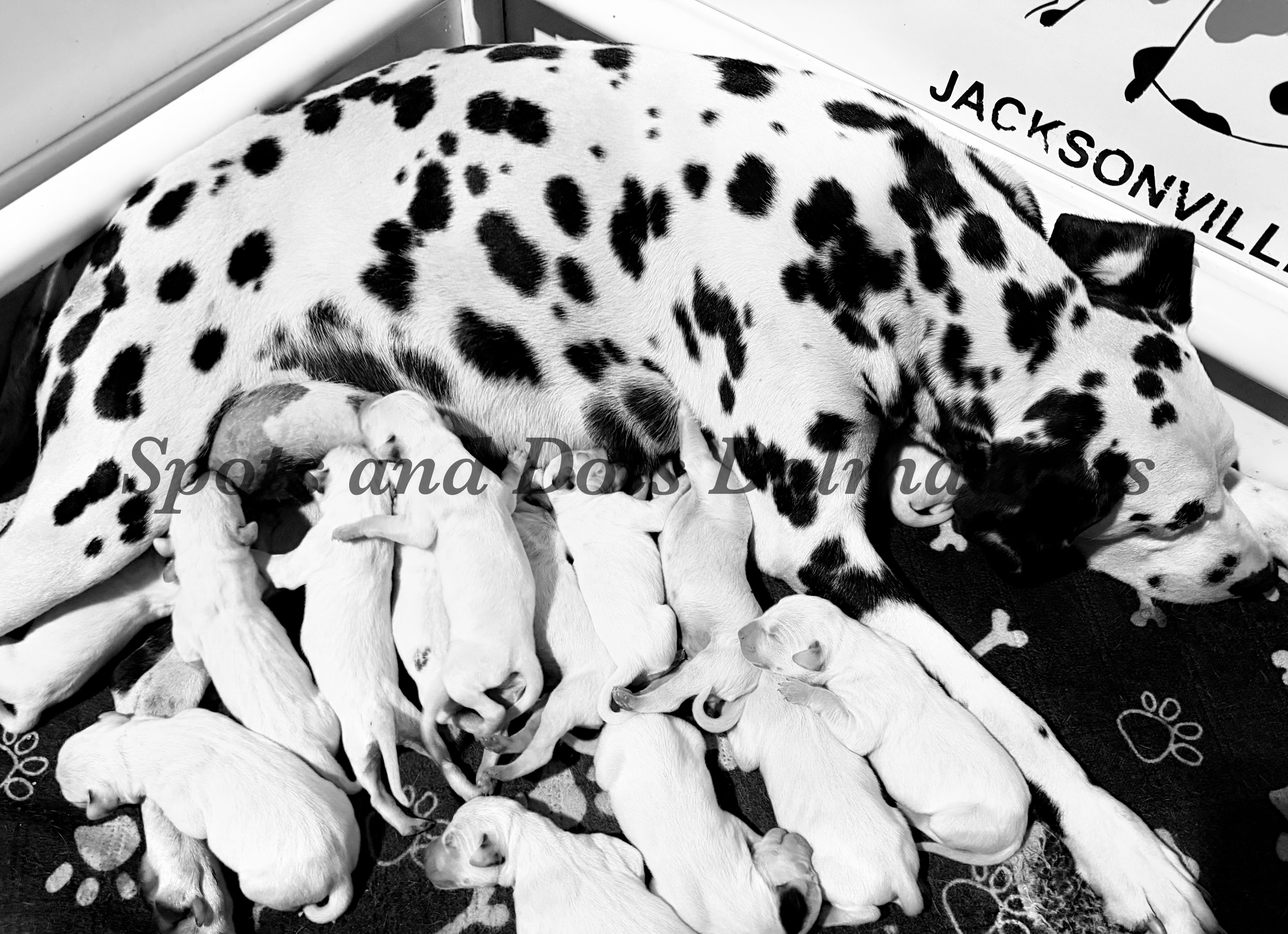 Girl 5 – Dalmatian puppy for sale in Jacksonville, NC