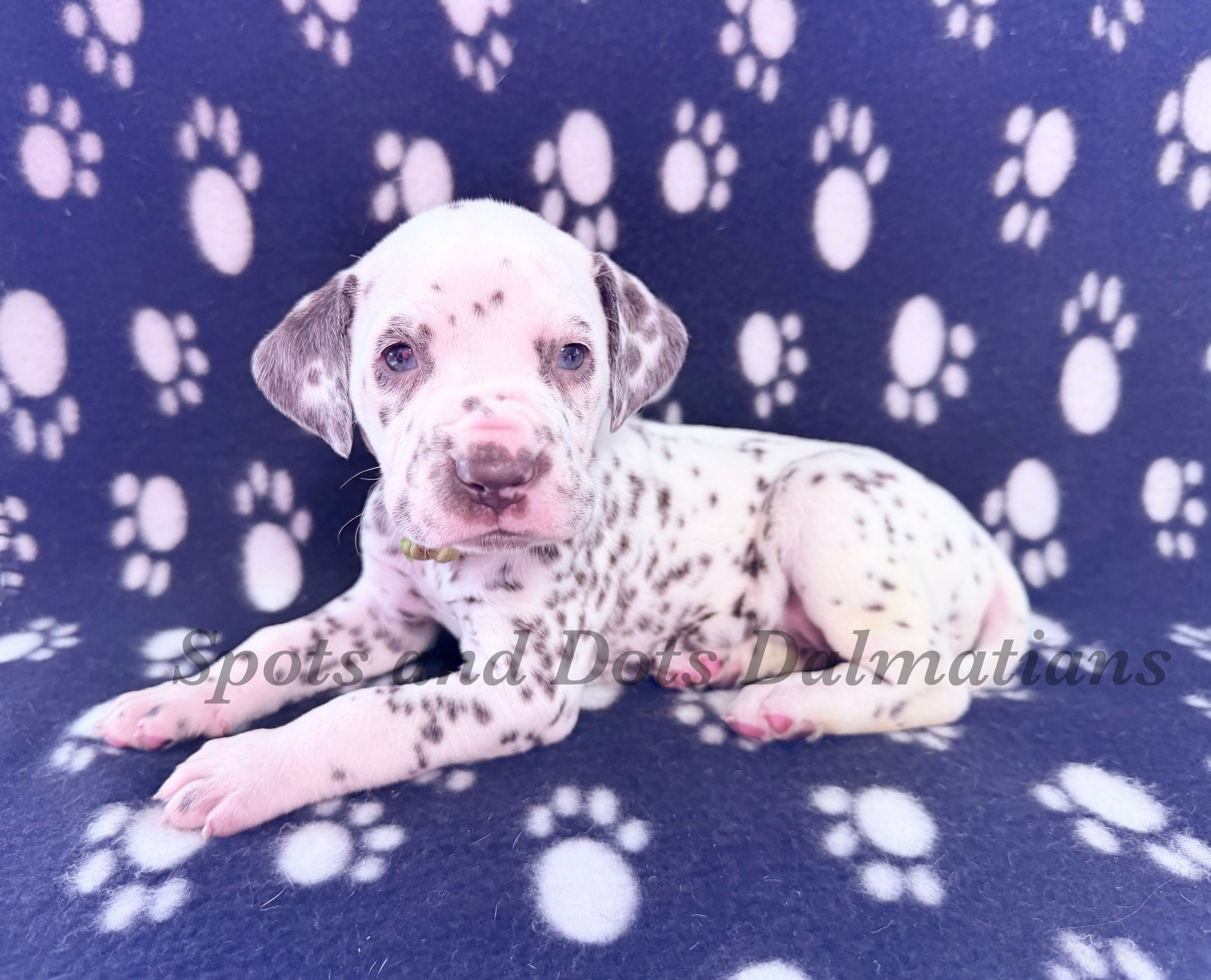 Bree - AKC Female – Dalmatian puppy for sale in Jacksonville, NC