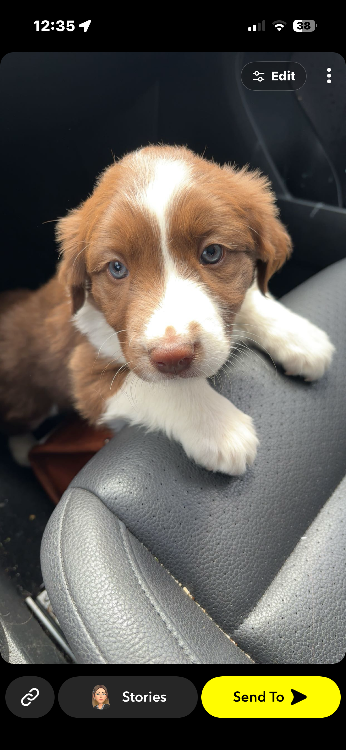 Mavis  – Border Collie puppy for sale in Denver, CO