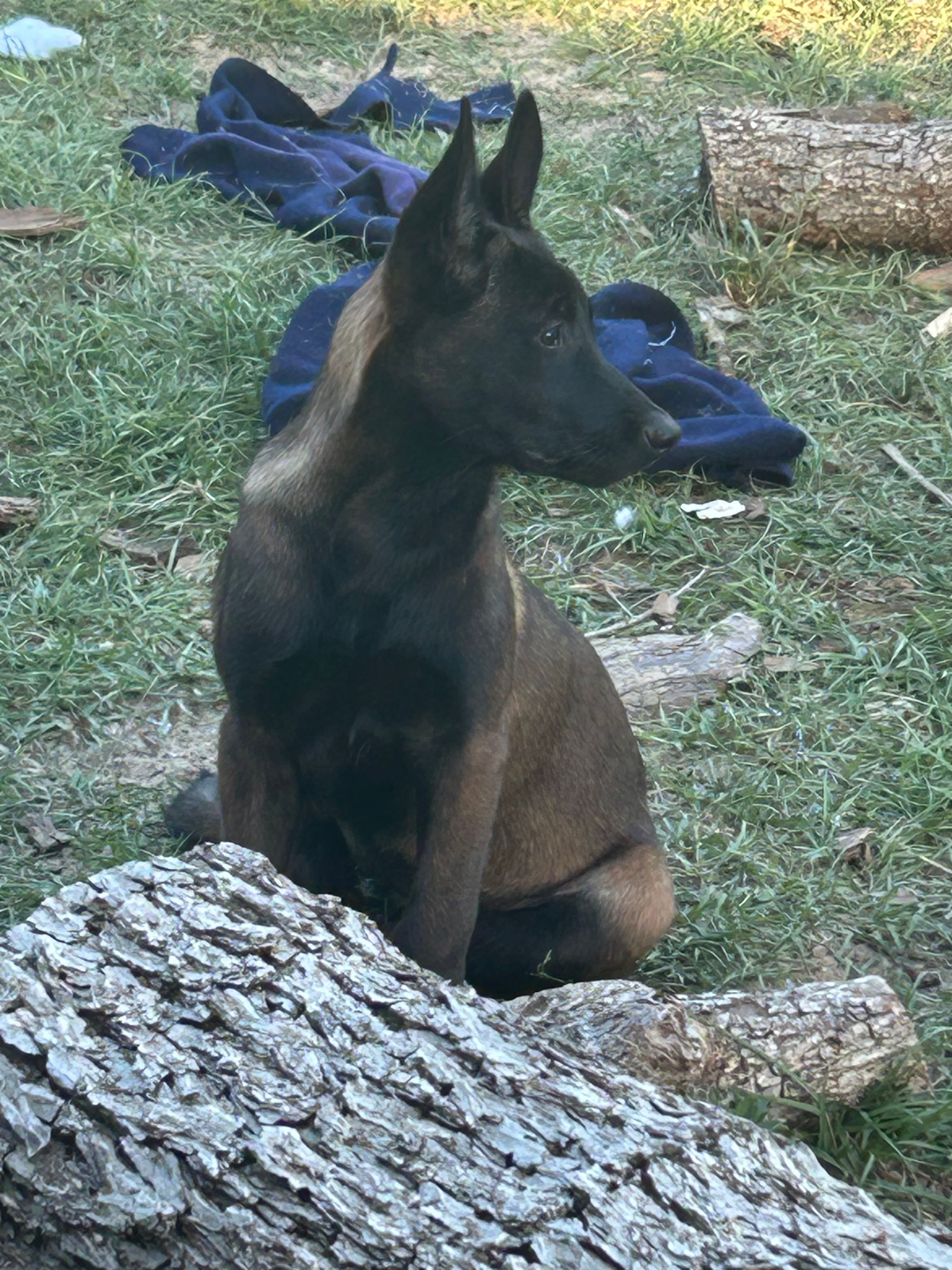 Chopper – Belgian Malinois puppy for sale in Blackshear, GA