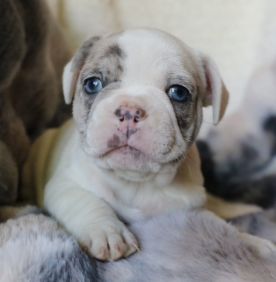 George – French Bulldog puppy for sale in Fair Grove, MO