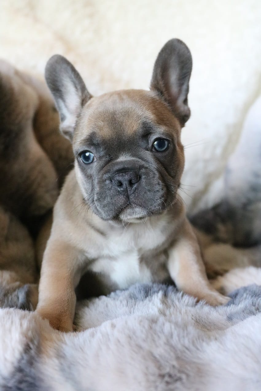 Willie – French Bulldog puppy for sale in Fair Grove, MO