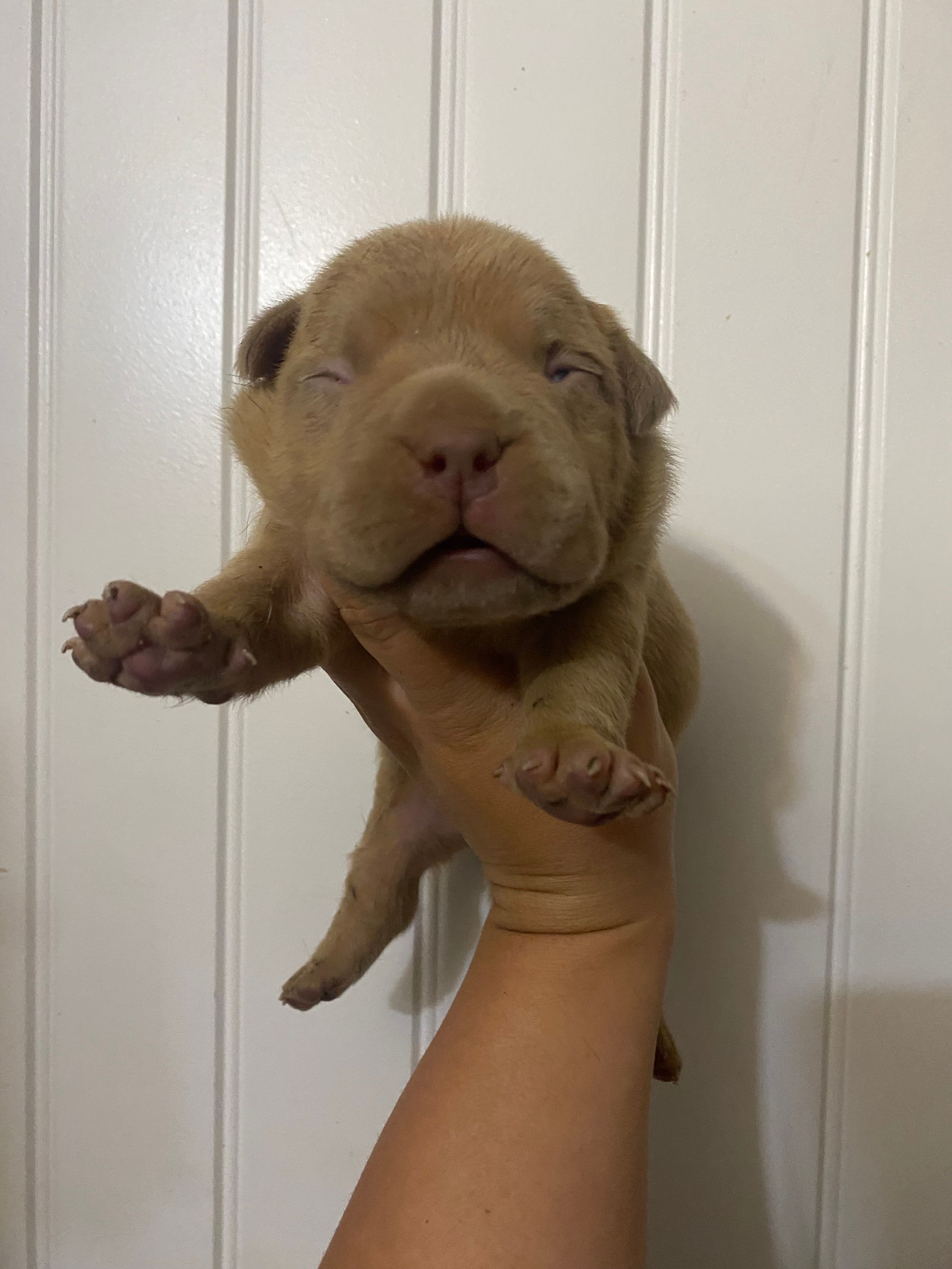 Titan  – American Bully puppy for sale in Shawnee, OK