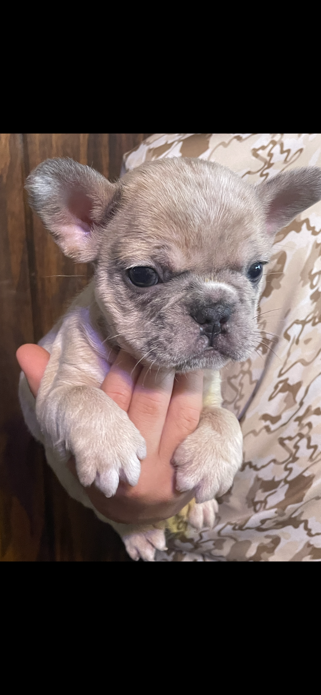 Bleu  – French Bulldog puppy for sale in Shawnee, OK