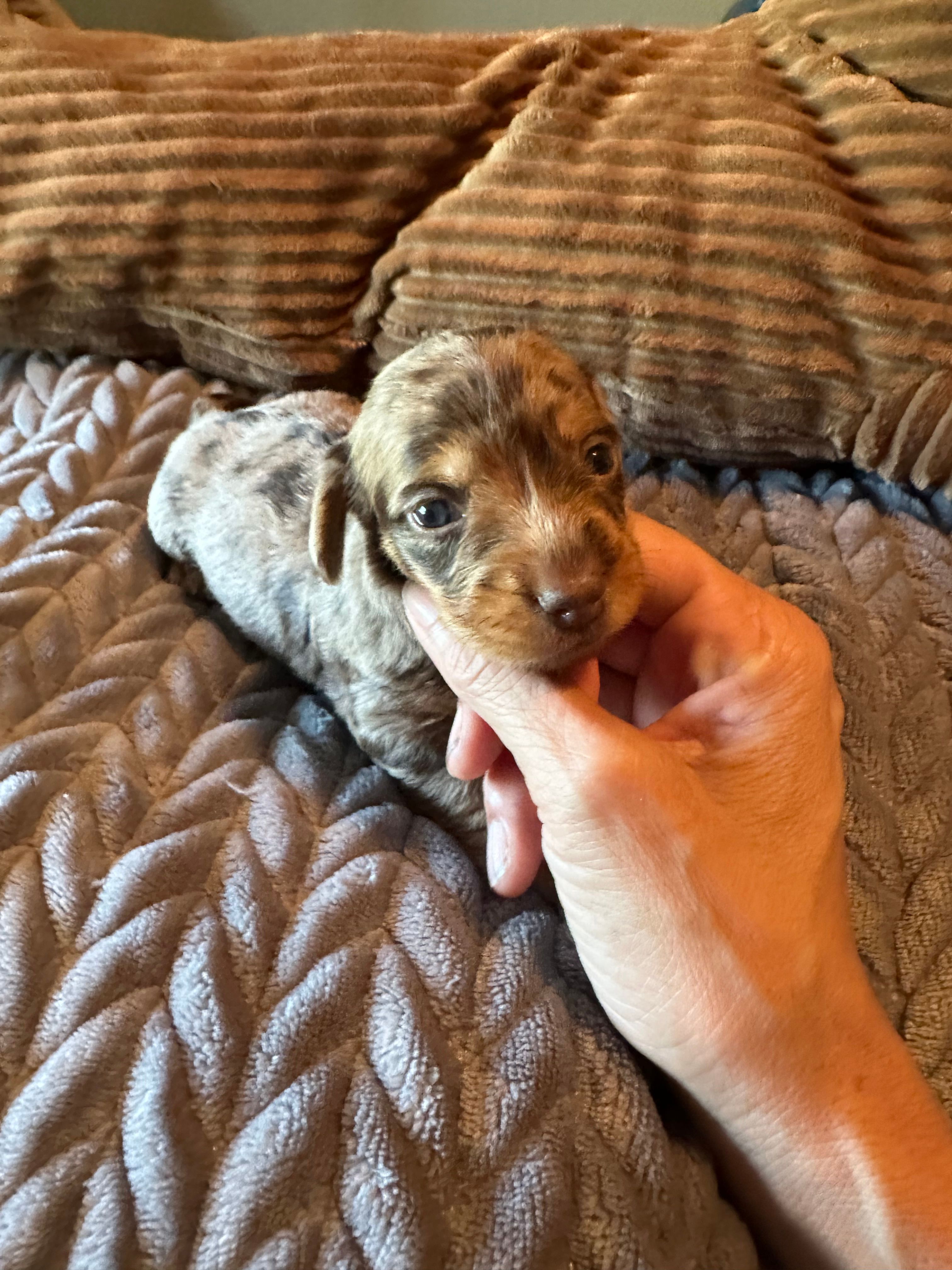 Wolverine – Miniature Dachshund puppy for sale in Elizabethtown, KY