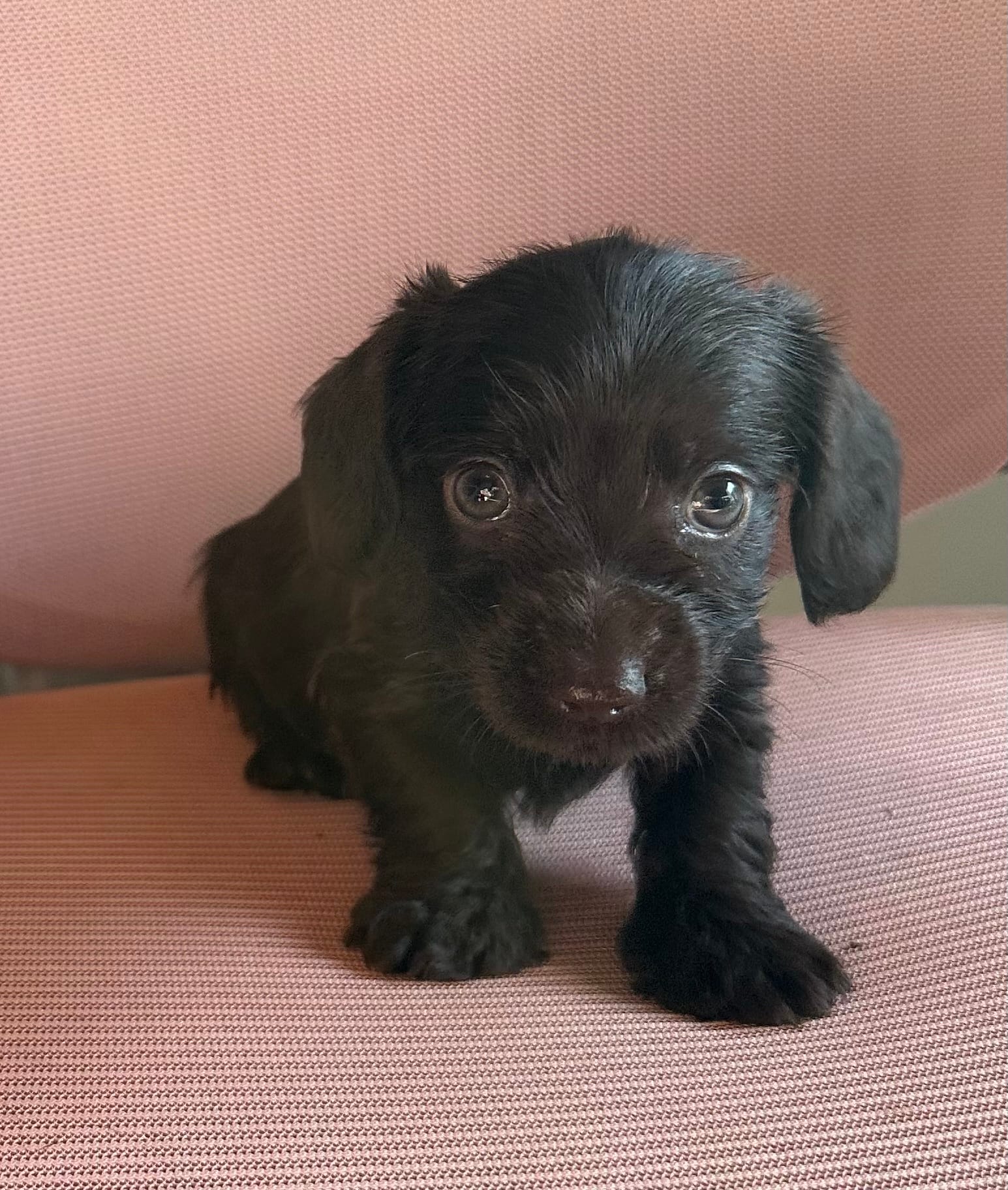 The Flash – Miniature Dachshund puppy for sale in Elizabethtown, KY