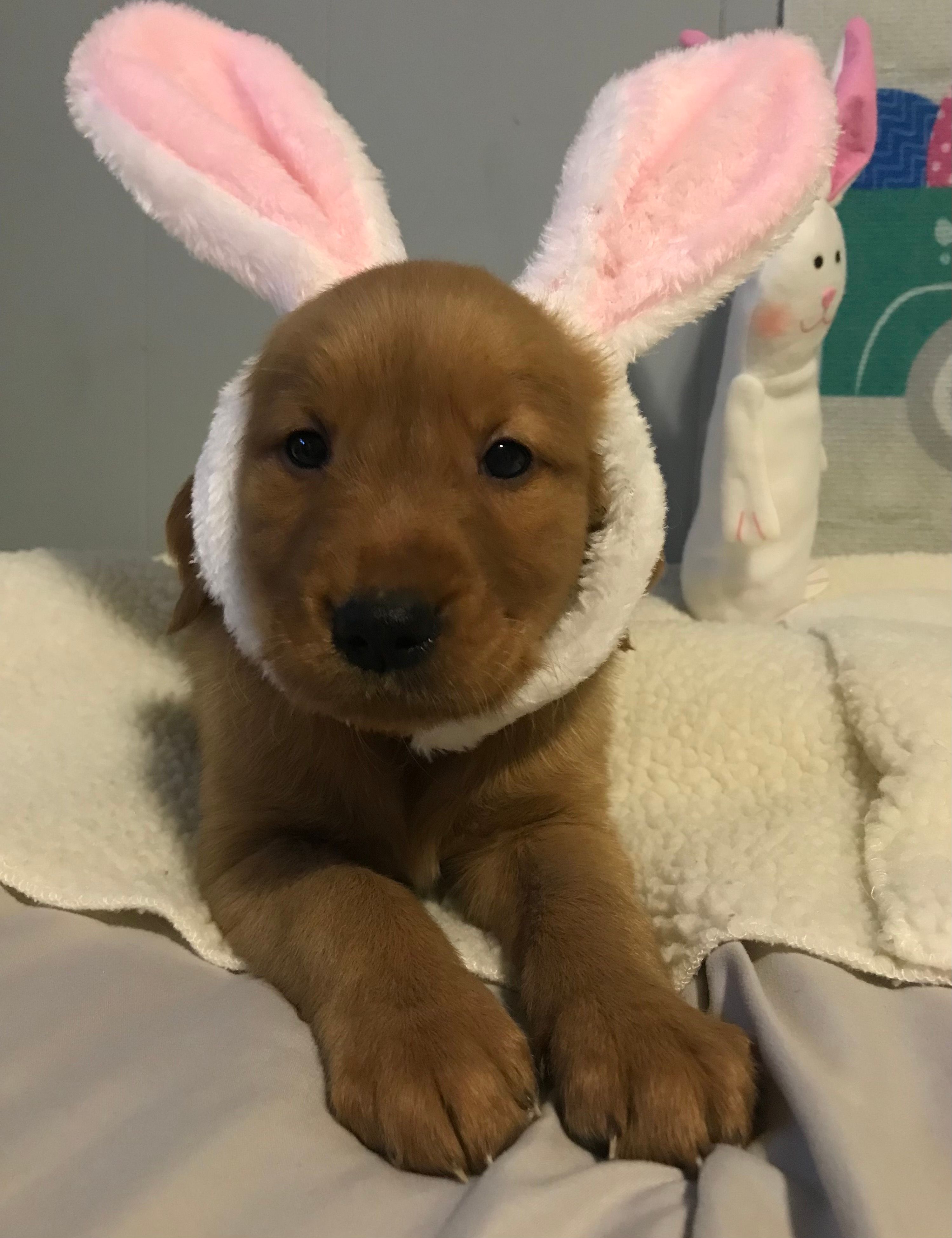 Lucy – Golden Retriever puppy for sale in Portland, OR