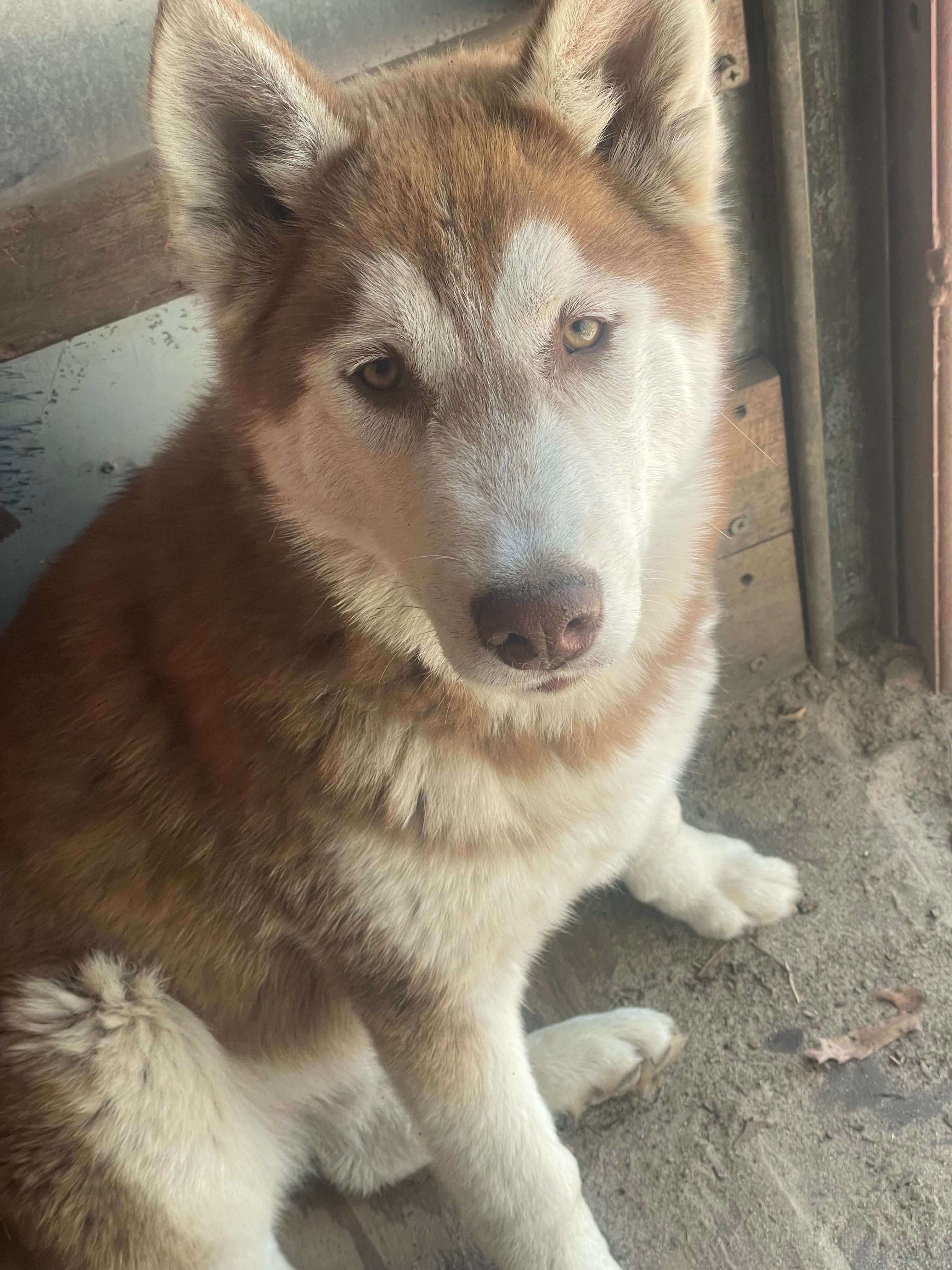 Sköll – Siberian Husky puppy for sale in Columbia, SC